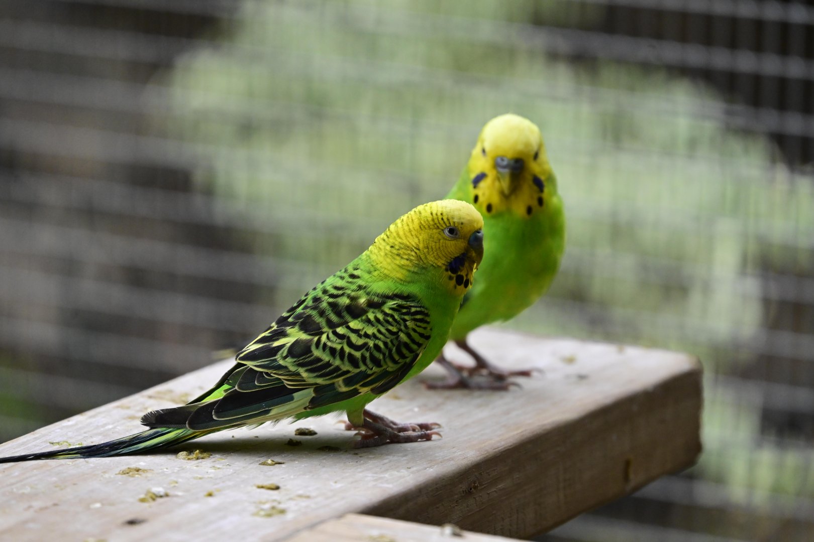 Broadway Zoological Park - Budgy Aviary - Budgerigars (Melopsittacus undulatus)