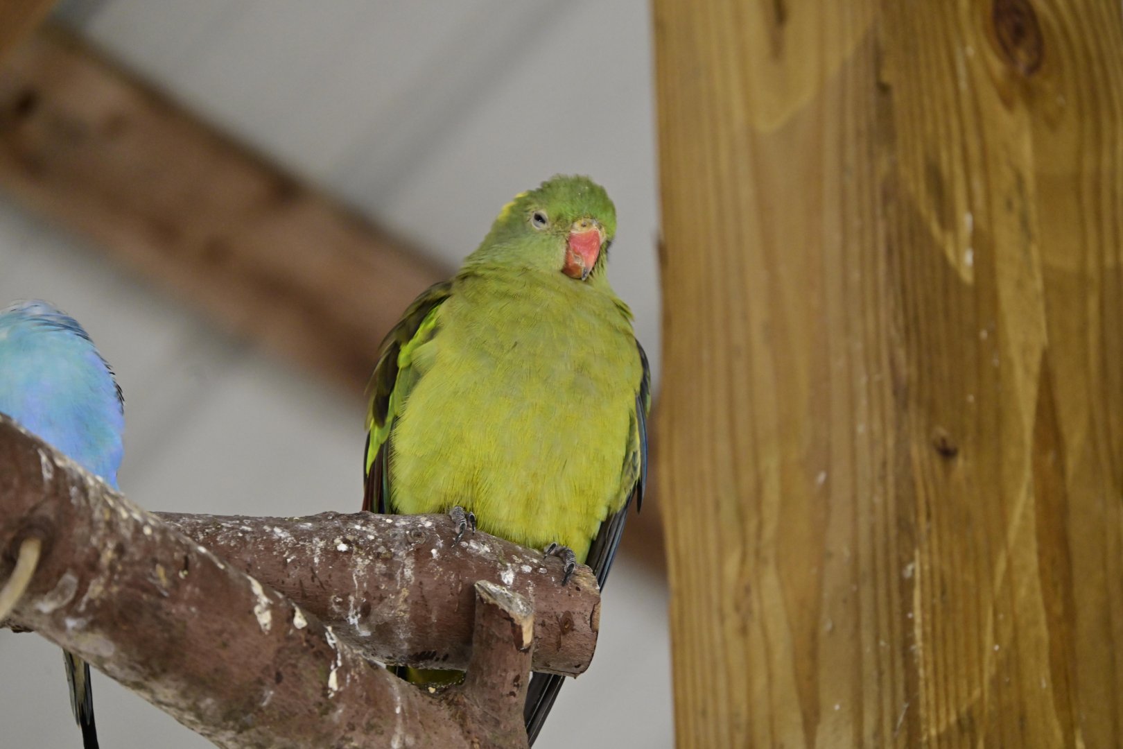 Broadway Zoological Park - Budgy Aviary - Regent Parrot (Polytelis anthopeplus)
