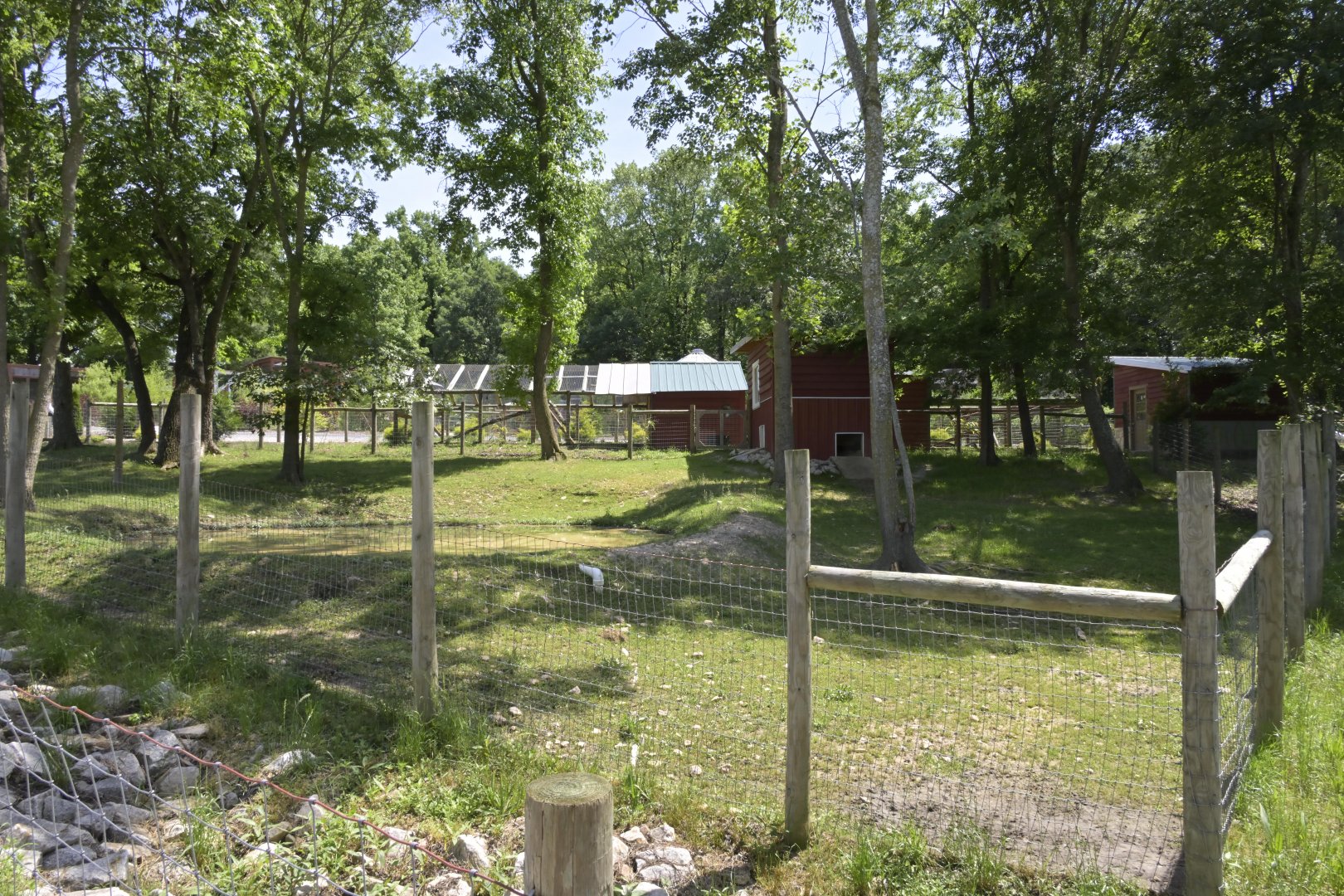 Broadway Zoological Park - Capybara (Hydrochoerus hydrochaeris) Exhibit