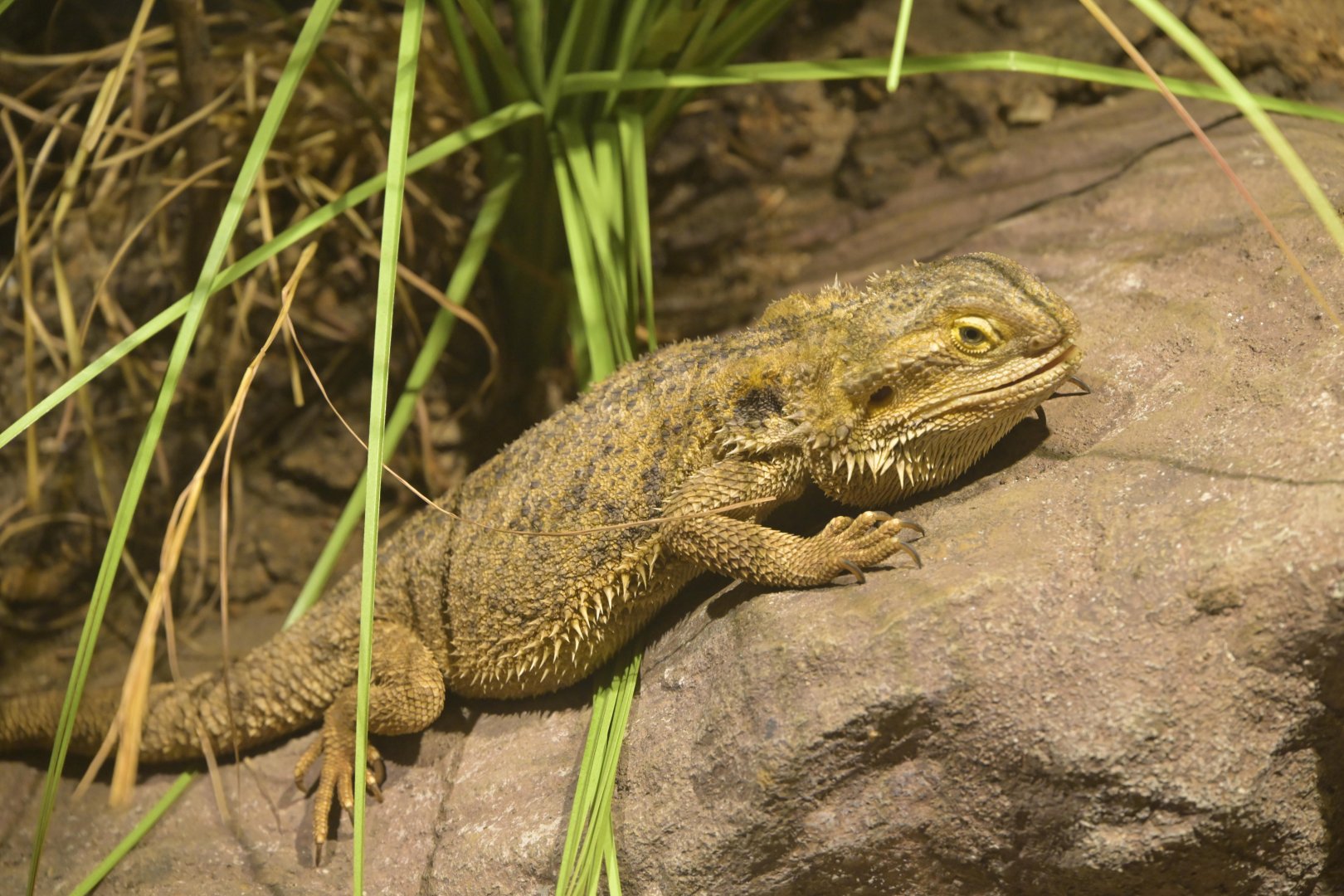 Broadway Zoological Park - Central Bearded Dragon (Pogona vitticeps)