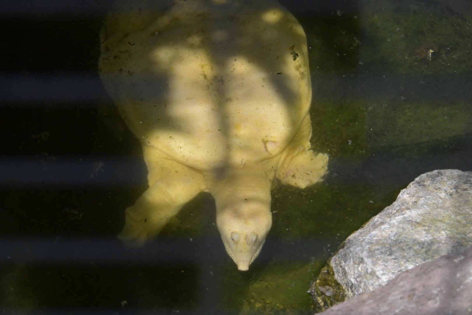 Broadway Zoological Park - Chinese Softshell Turtle (Pelodiscus sinensis)