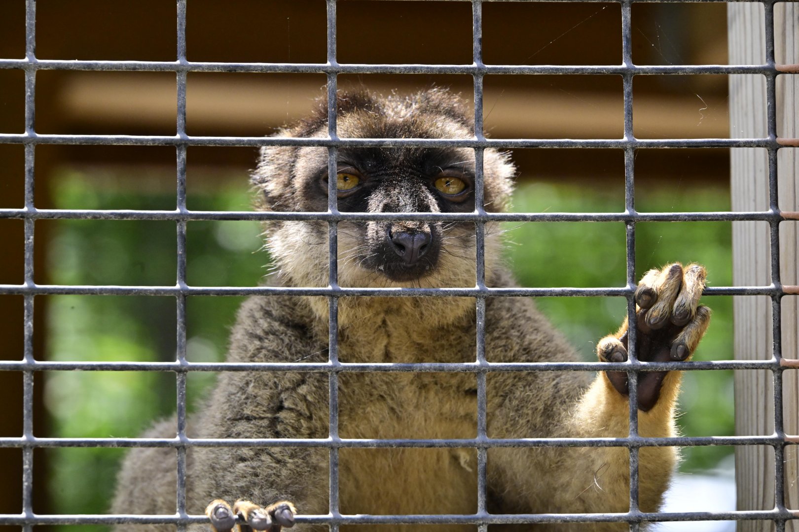 Broadway Zoological Park - Common Brown Lemur (Eulemur fulvus)