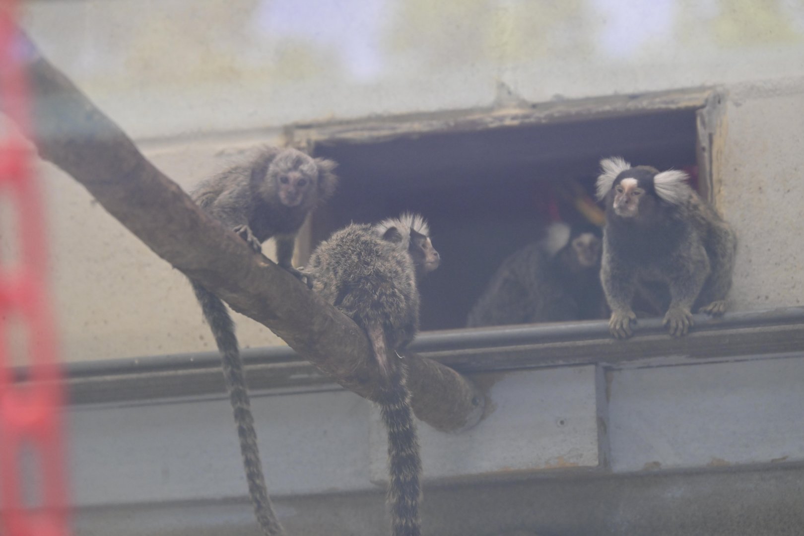 Broadway Zoological Park - Common Marmosets (Callithrix jacchus)