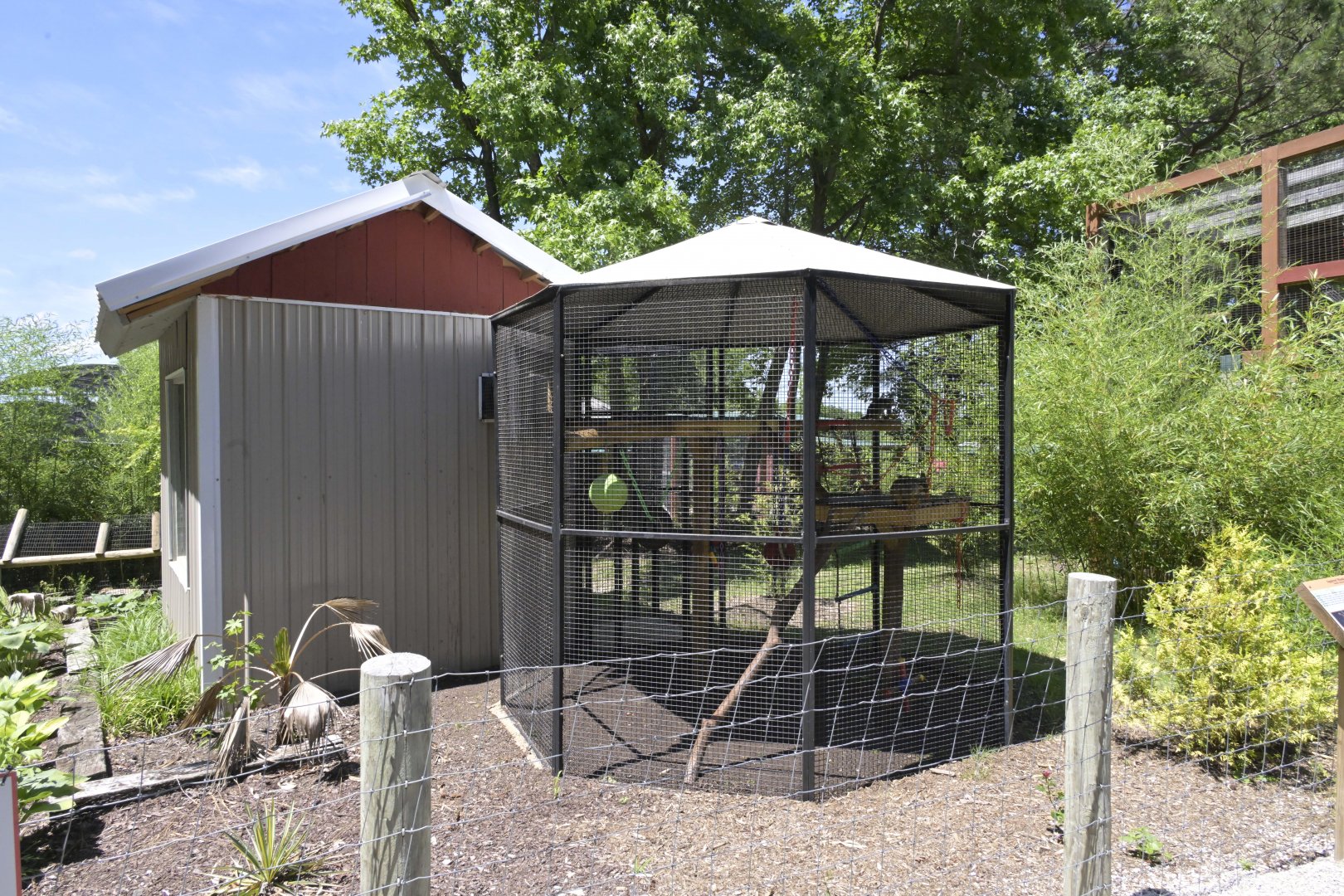 Broadway Zoological Park - Common Squirrel Monkey (Saimiri sciureus) Exhibit