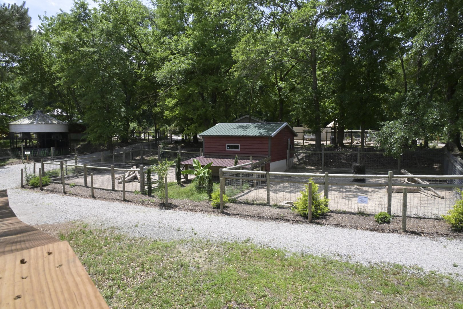 Broadway Zoological Park - Common Warthog (Phacochoerus africanus) Exhibit