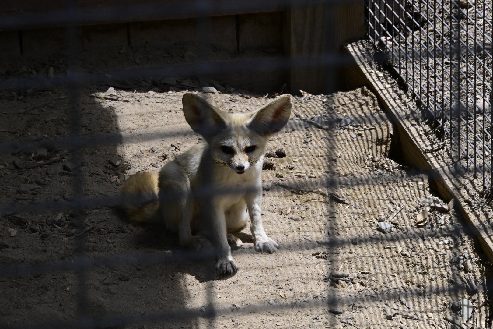 Broadway Zoological Park - Fennec Fox (Vulpes zerda)