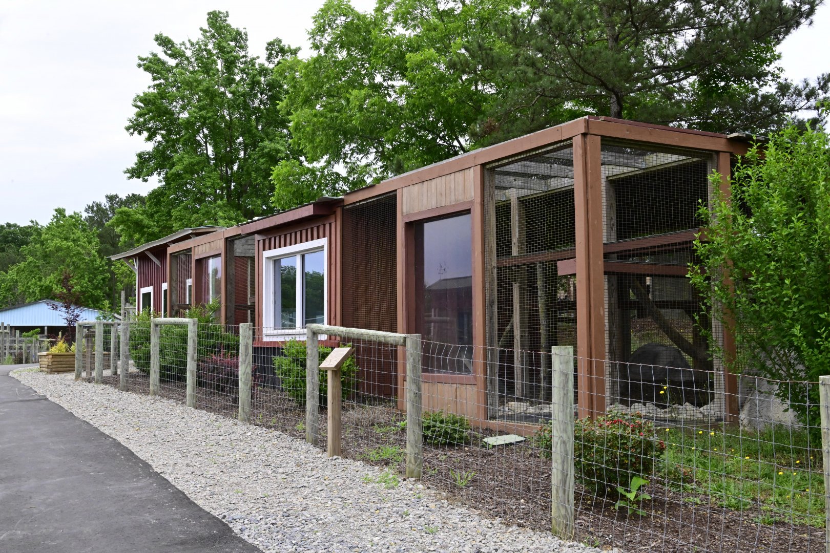 Broadway Zoological Park - Fishing Cat (Prionailurus viverrinus) Exhibits