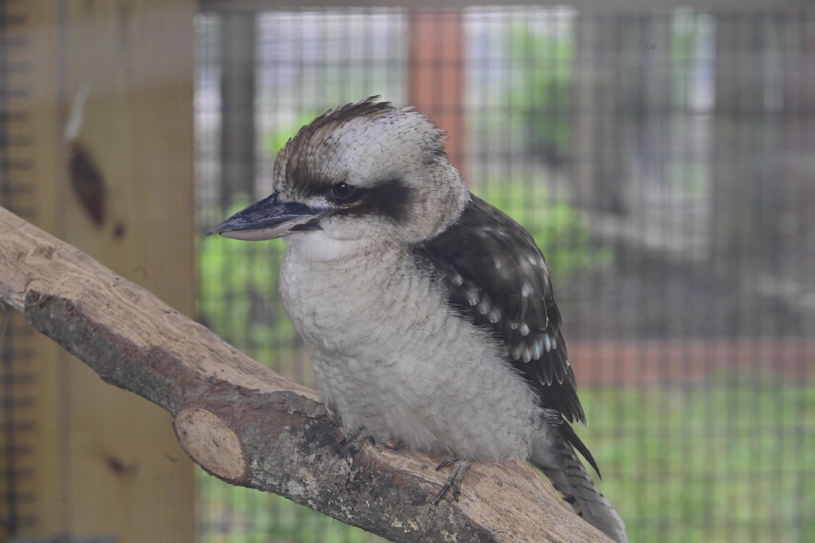 Broadway Zoological Park - Laughing Kookaburra (Dacelo novaeguineae)
