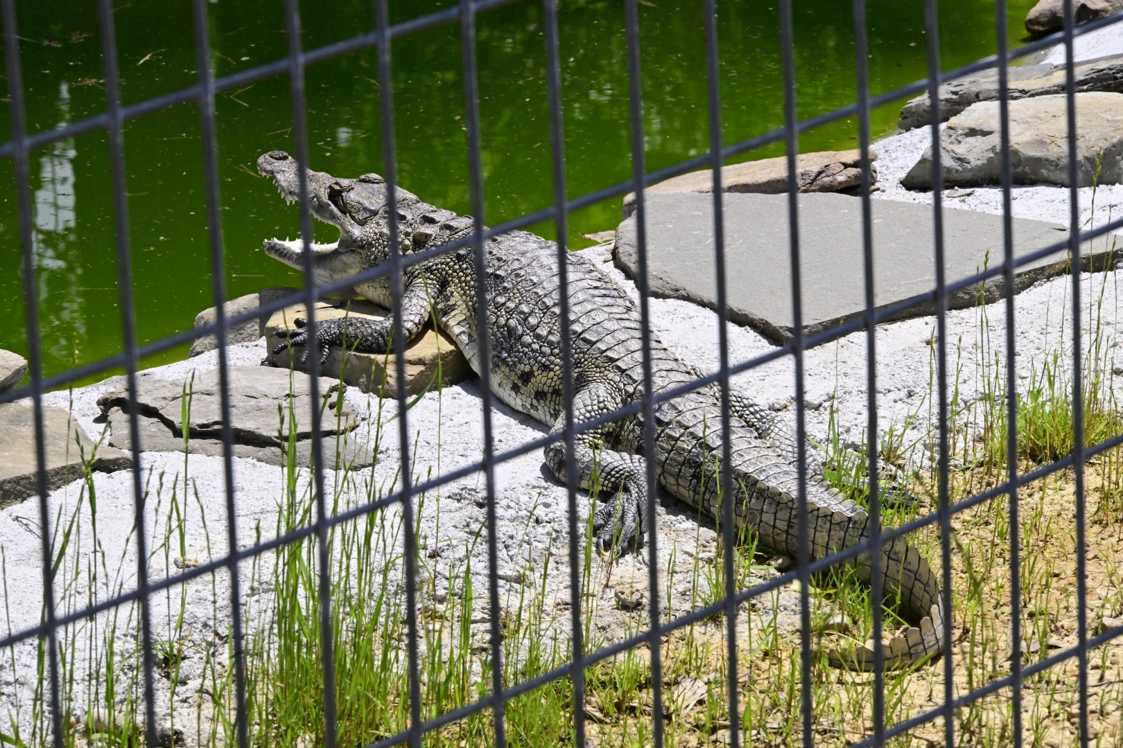 Broadway Zoological Park - Morelet's Crocodile (Crocodylus moreletii)