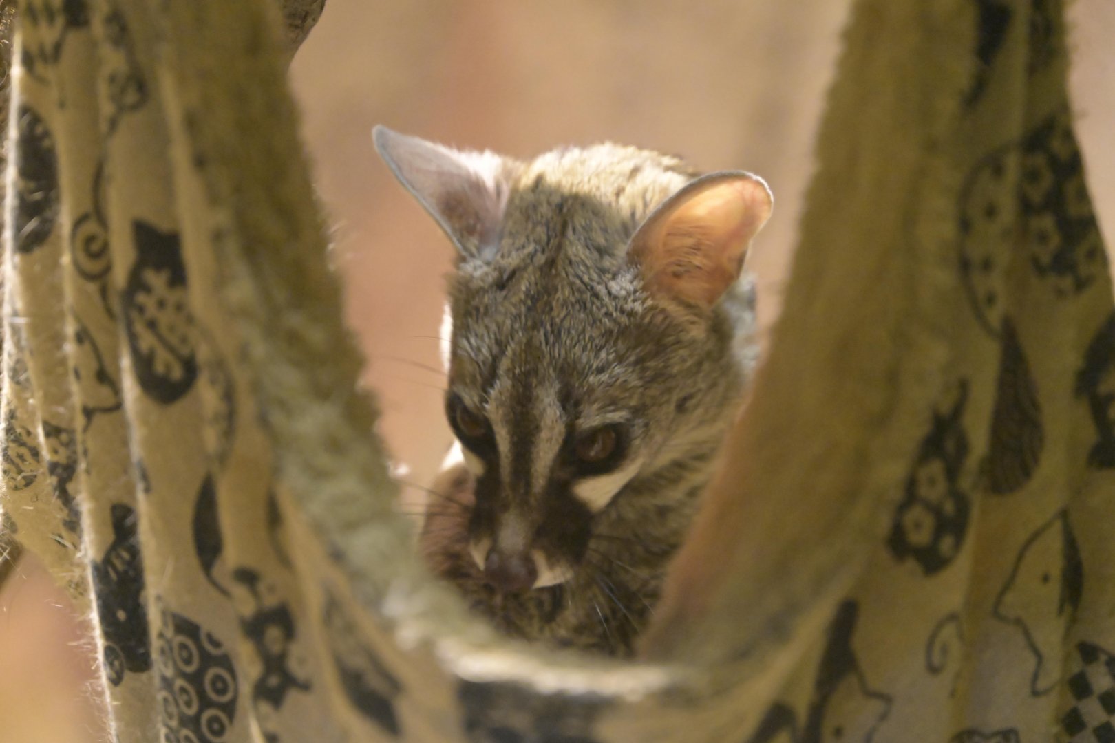 Broadway Zoological Park - Northern Small-spotted Genet (Genetta genetta)