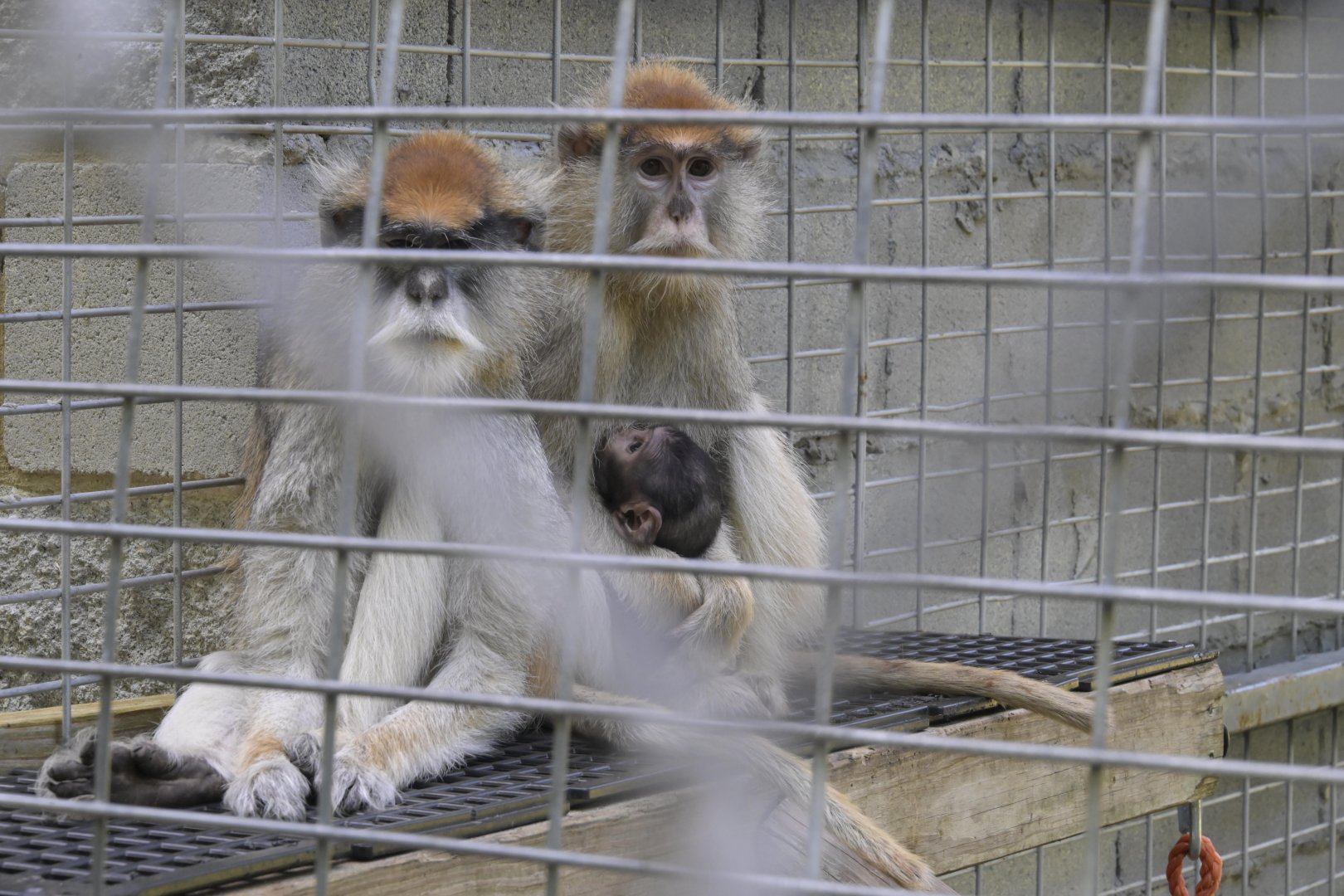 Broadway Zoological Park - Patas Monkey (Erythrocebus patas) with baby