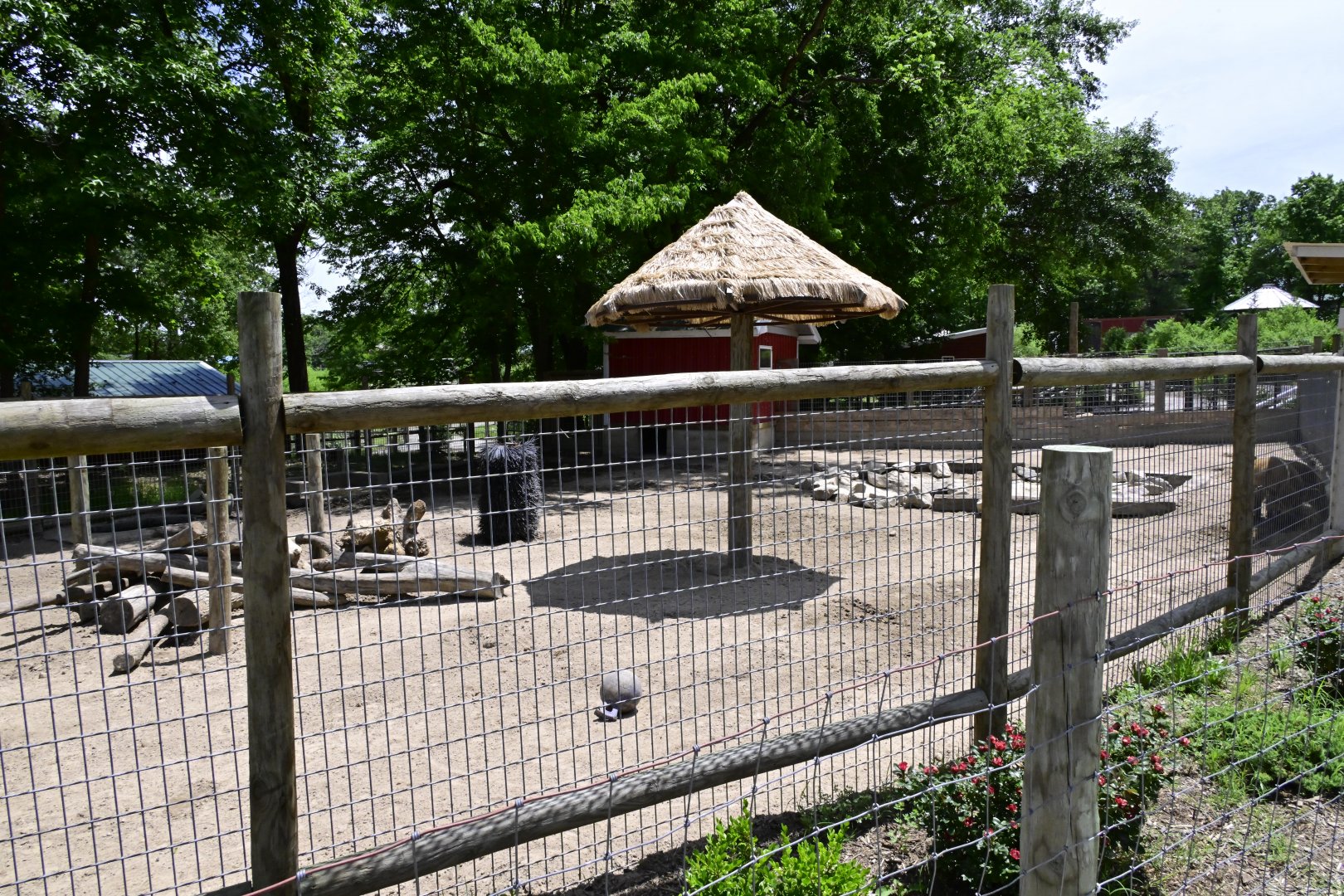 Broadway Zoological Park - Red River Hog (Potamochoerus porcus) Exhibit