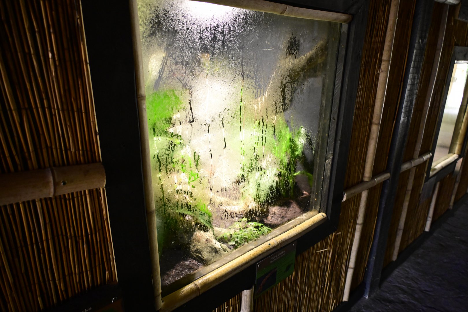 Broadway Zoological Park - Reptile Barn - Kuhl's Flying Gecko (Gekko kuhli) Exhibit