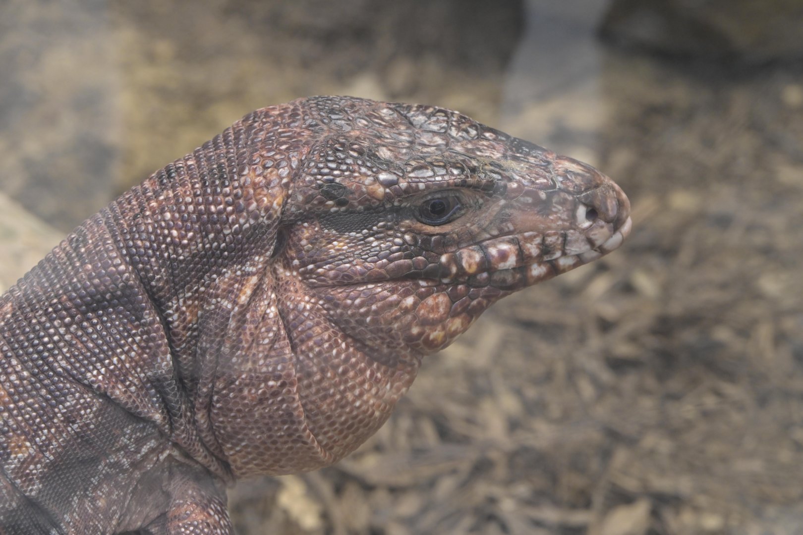 Broadway Zoological Park - Reptile Barn - Red Tegu (Salvator rufescens)