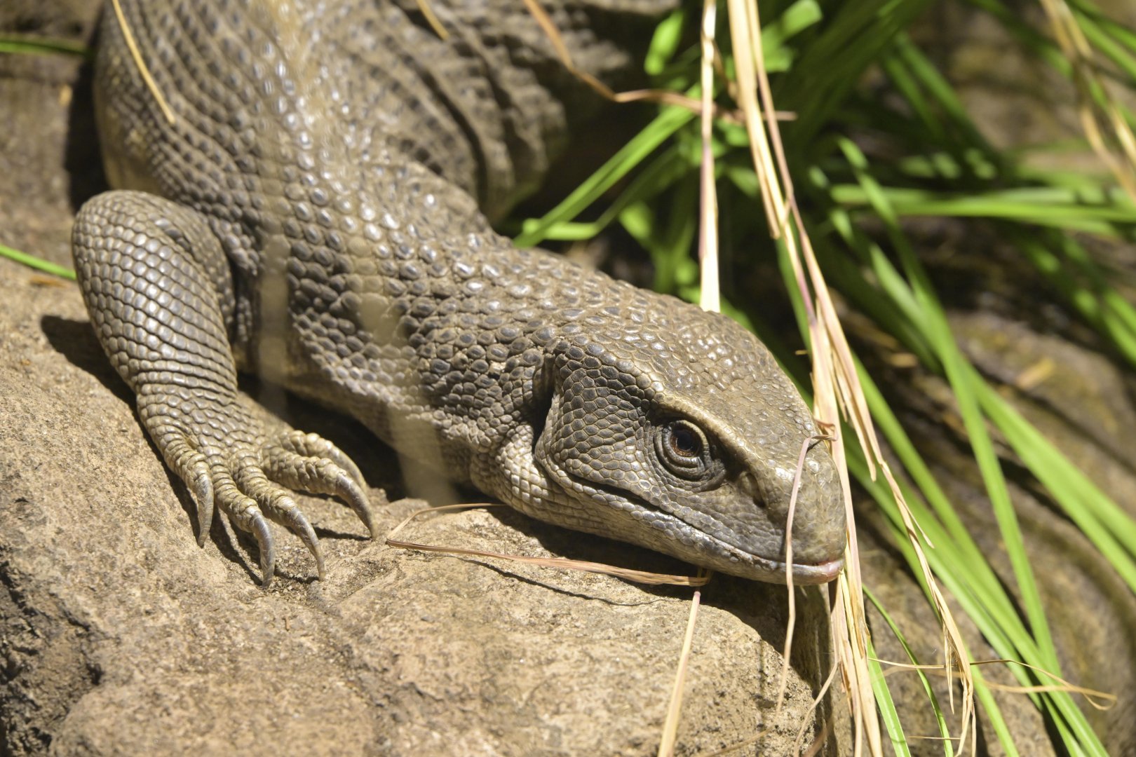 Broadway Zoological Park - Reptile Barn - Savannah Monitor (Varanus exanthematicus)