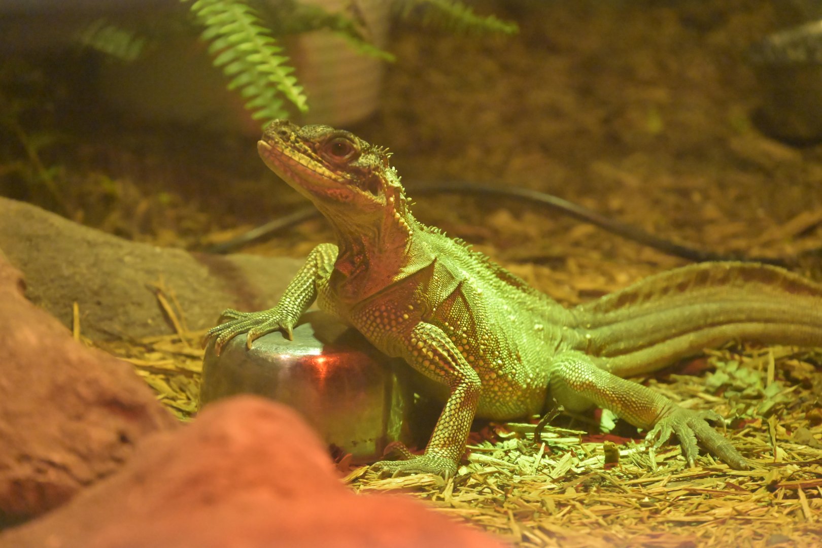 Broadway Zoological Park - Reptile Barn - Sulawesi Sailfin Lizard (Hydrosaurus celebensis)