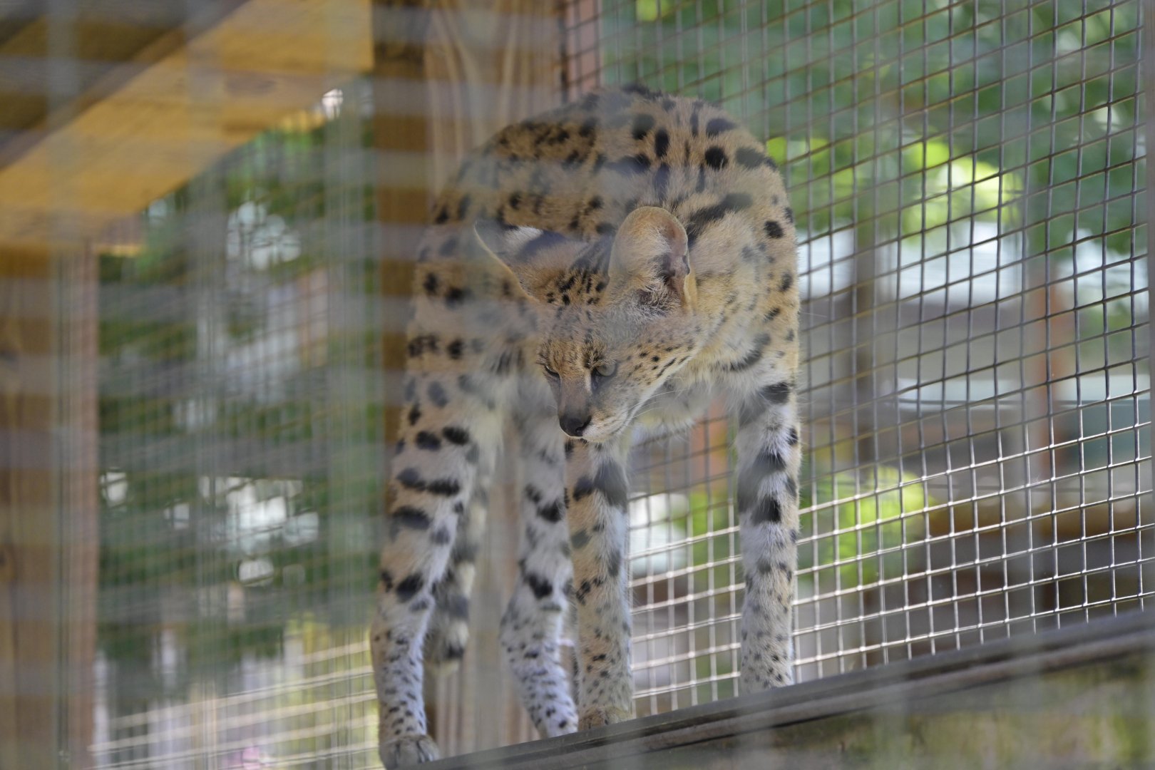 Broadway Zoological Park - Serval (Leptailurus serval)