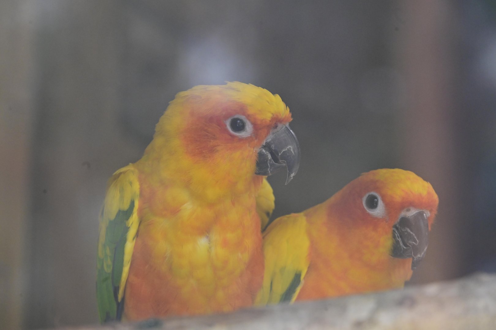 Broadway Zoological Park - Sun Parakeets (Aratinga solstitialis)