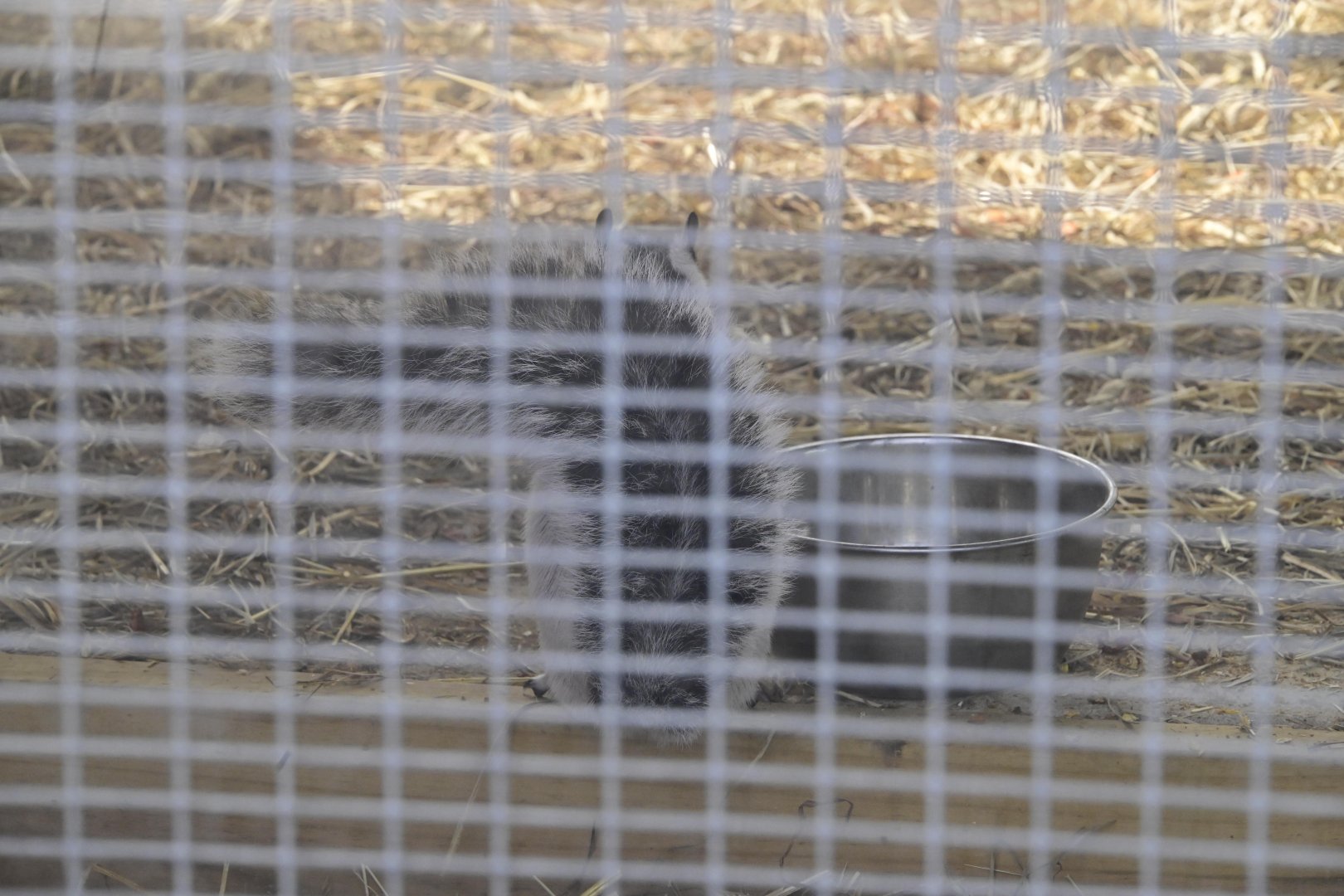 Broadway Zoological Park - Variegated Squirrel (Sciurus variegatoides)