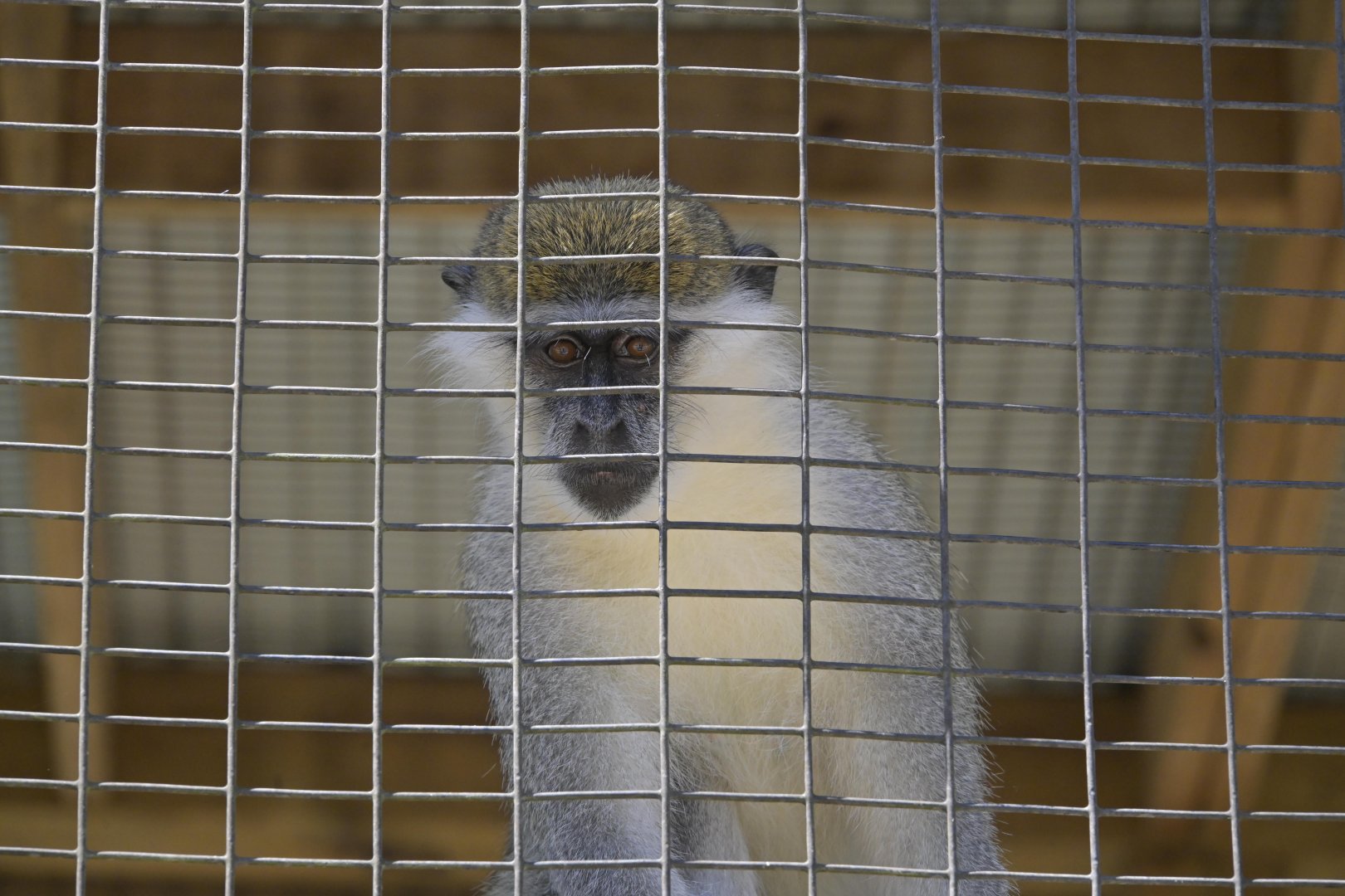 Broadway Zoological Park - Vervet Monkey (Chlorocebus pygerythrus)