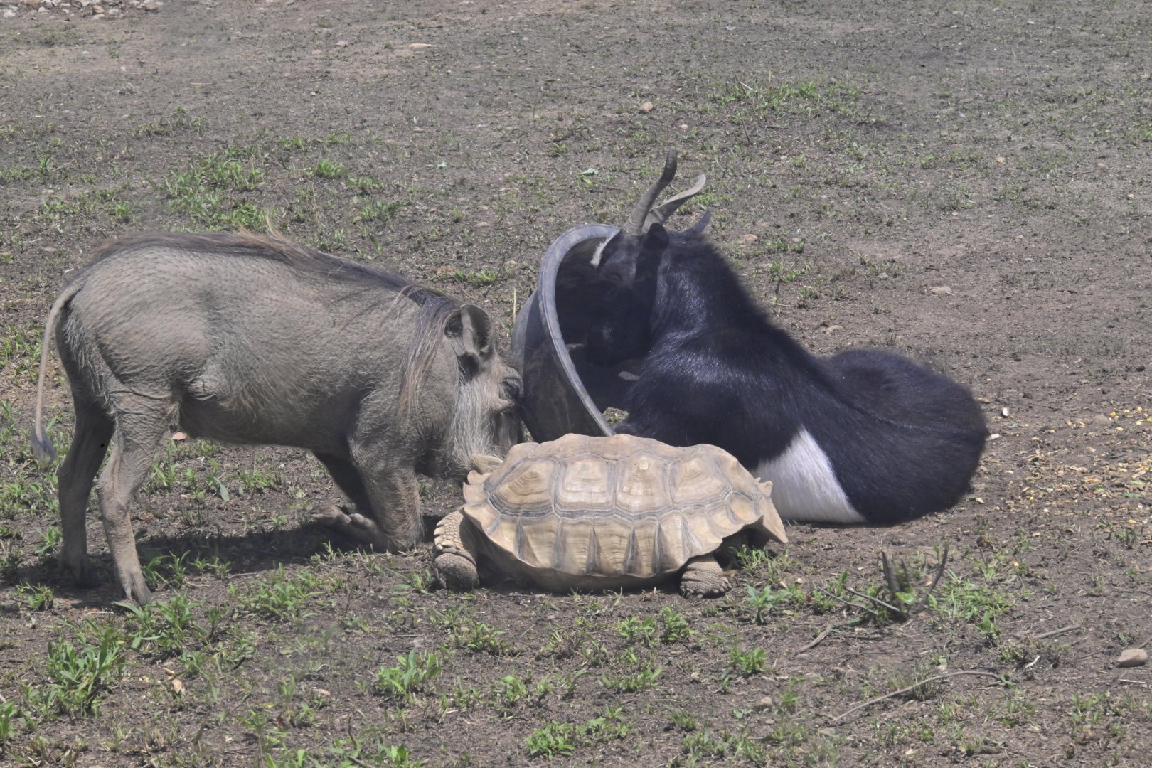 Broadway Zoological Park - Warthog/Goat Shenanigans
