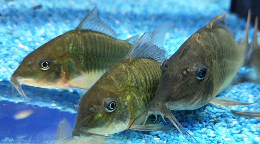 Brochis multiradiatus