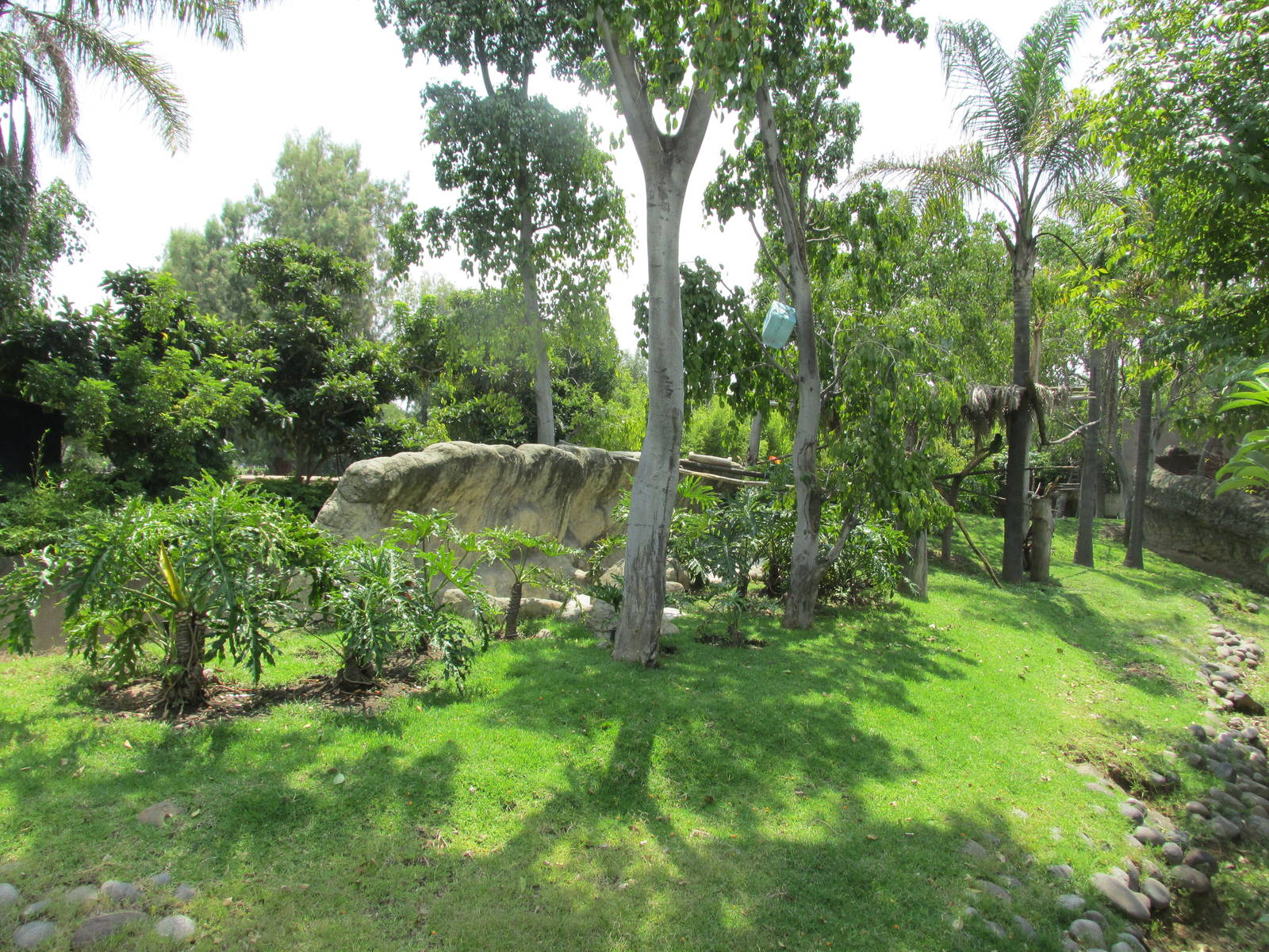 brocket deer and macaws exhibit san juan de aragon zoo