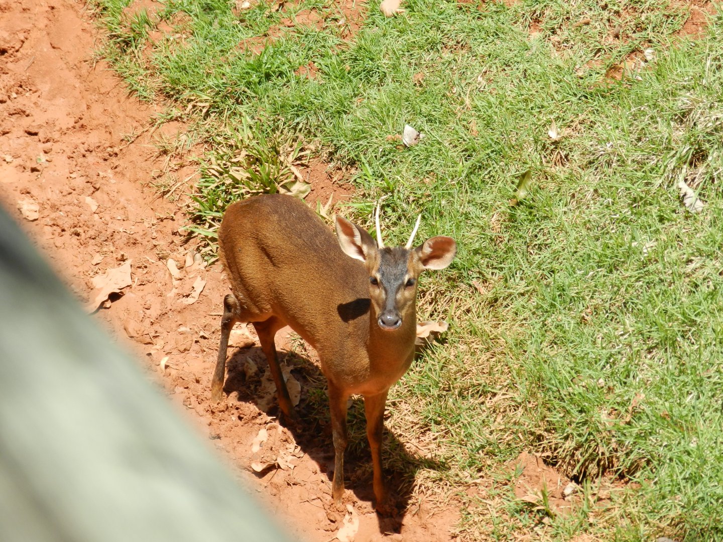 Brocket deer - Belo Horizonte zoo