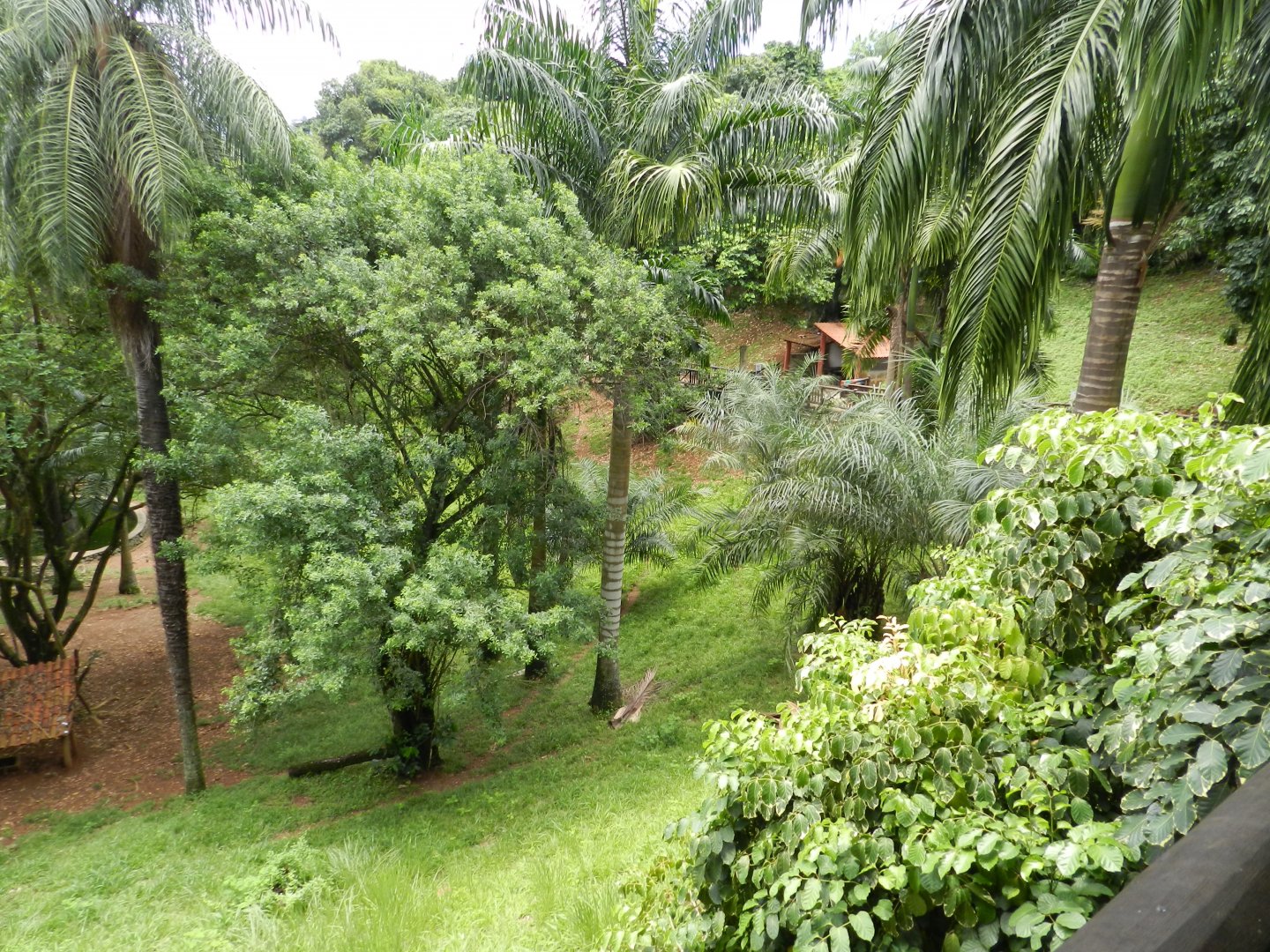 Brocket deer exhibit - Salvador zoo (PZGV)