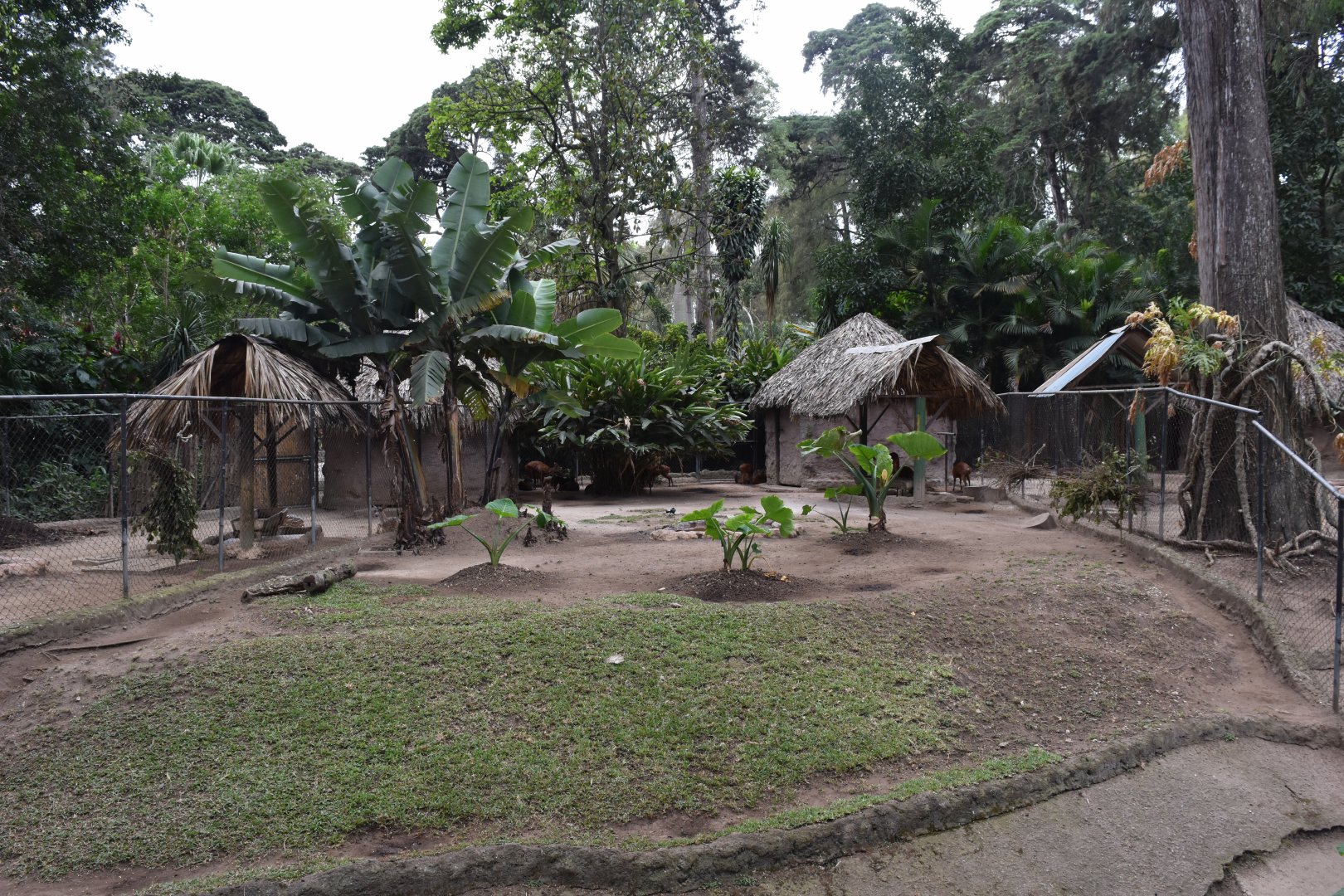Brocket deer exhibit