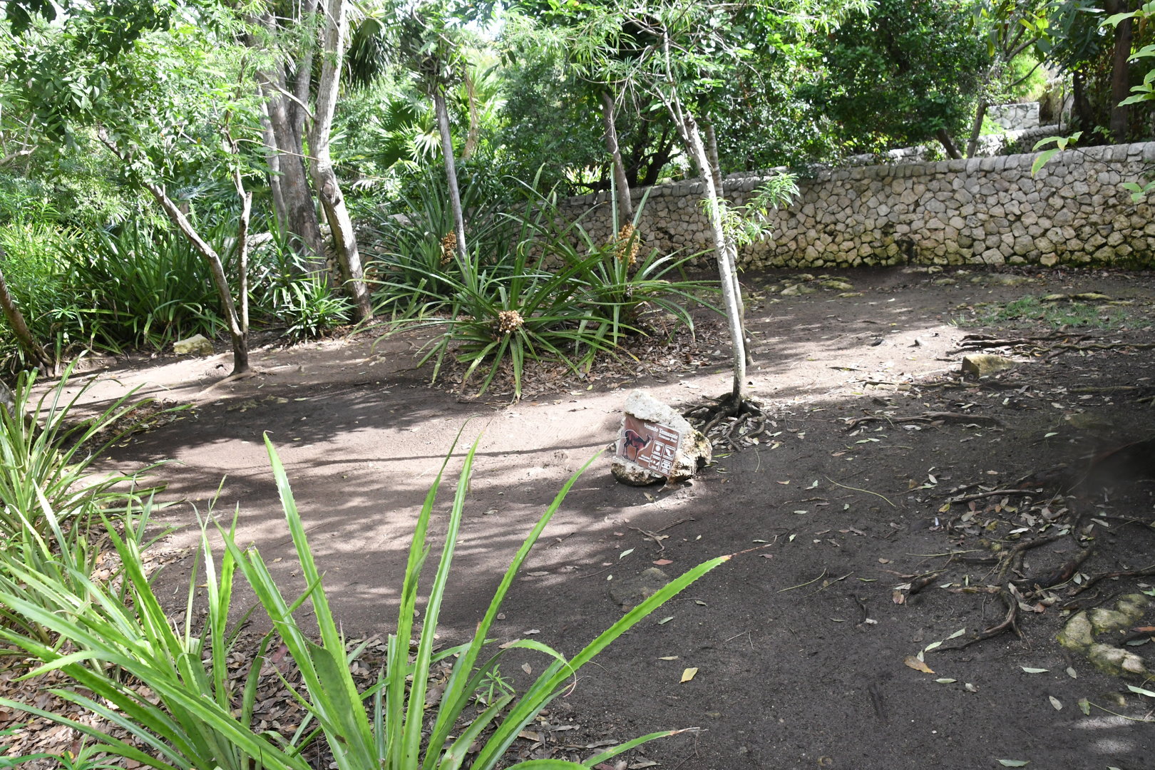 Brocket Deer Exhibit