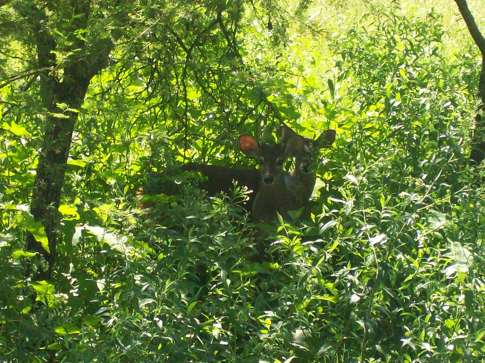 Brocket Deer (Mazama gouazoubira)