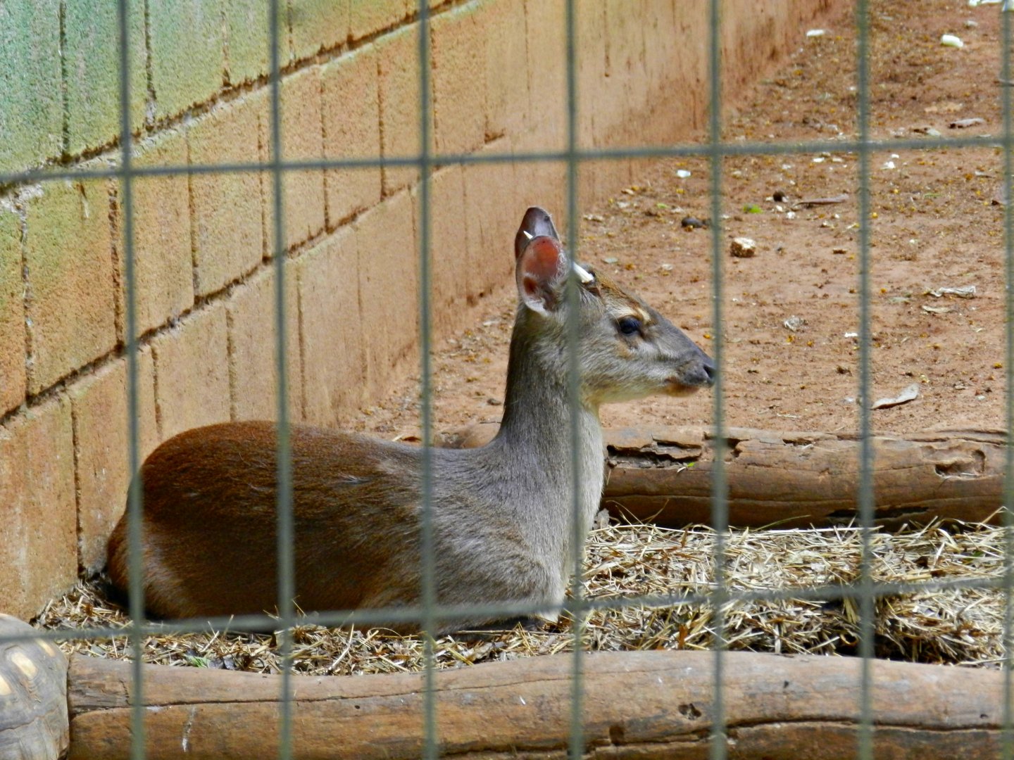 Brocket deer - Sorocaba zoo (PZMQB)