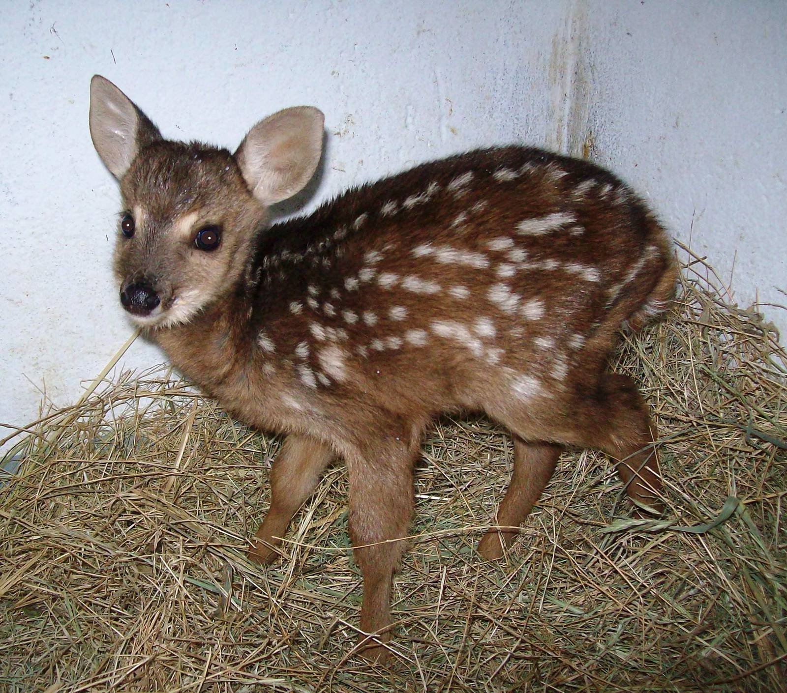 Brocket Deer