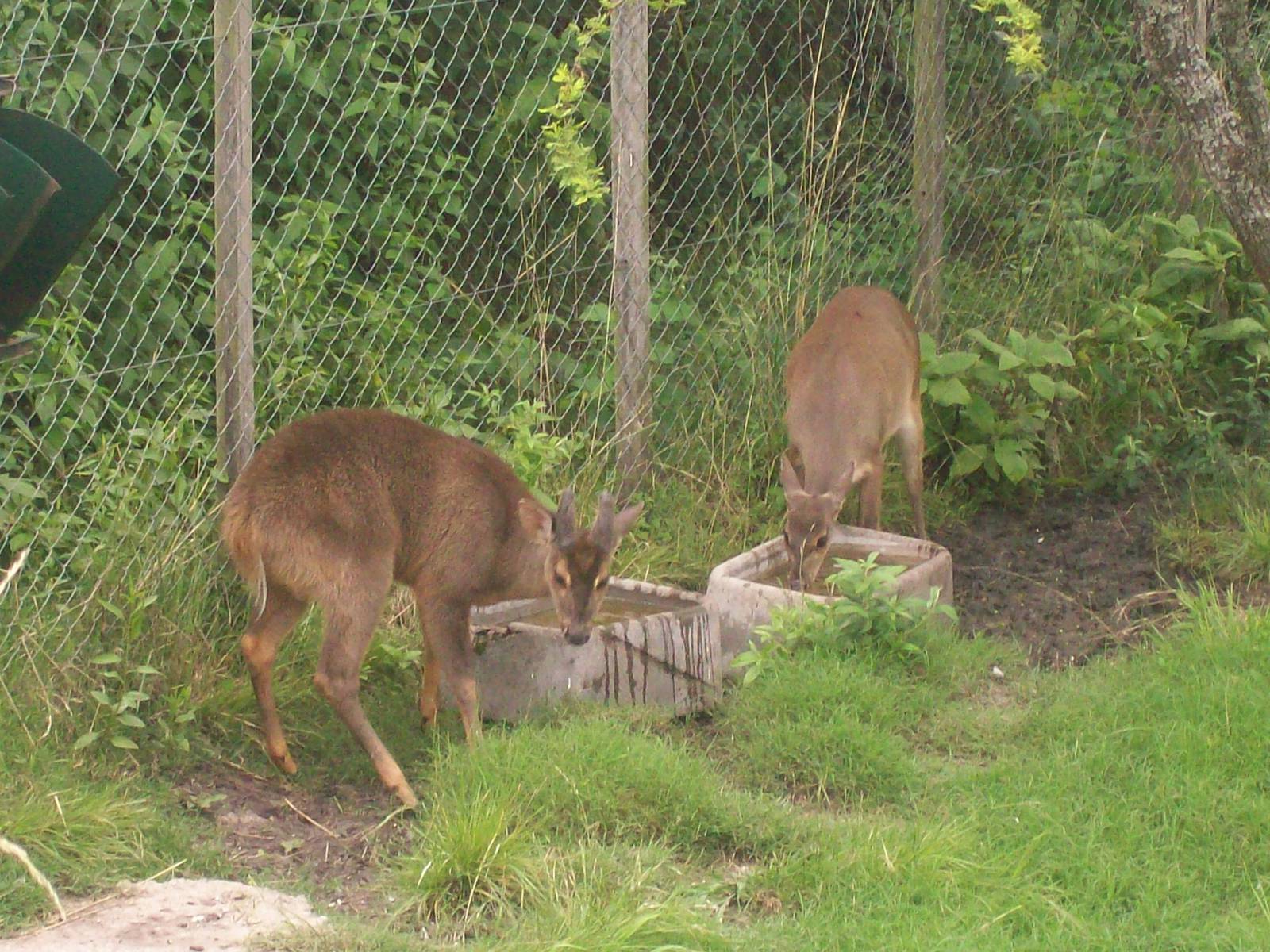 Brocket Deers