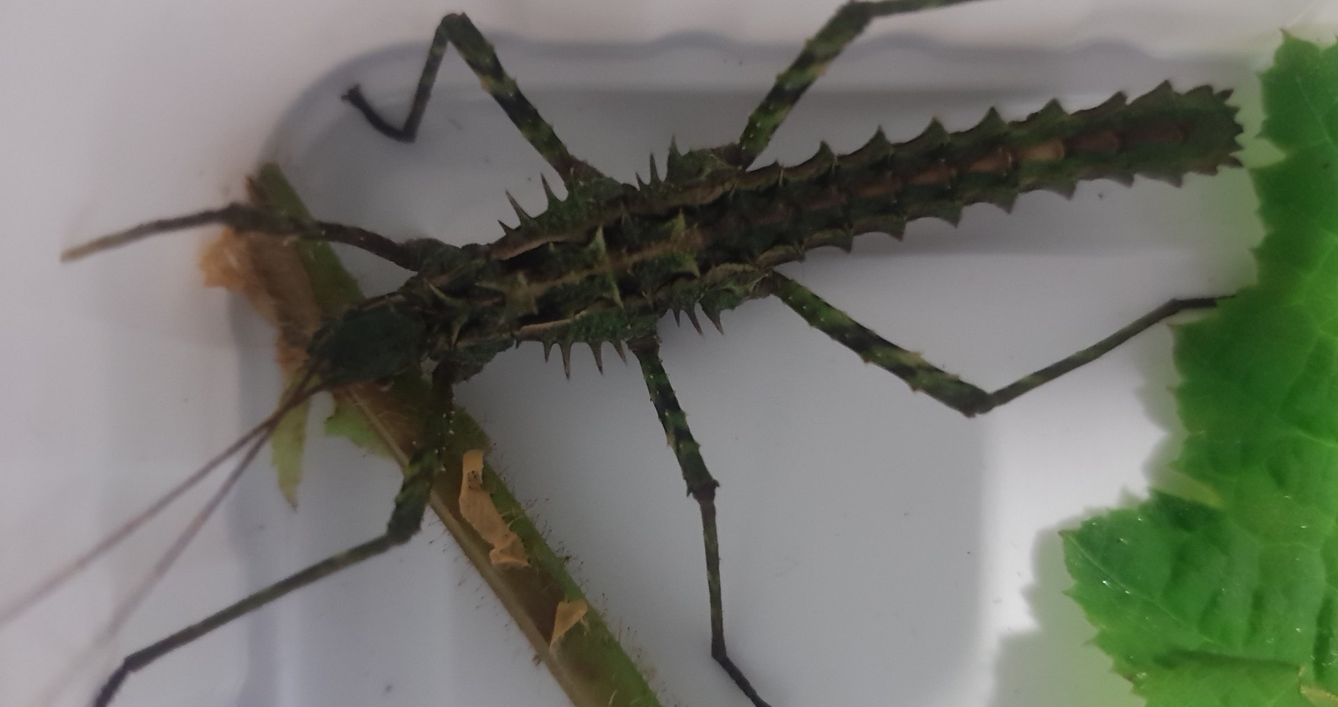 Brockphasma spinifemoralis