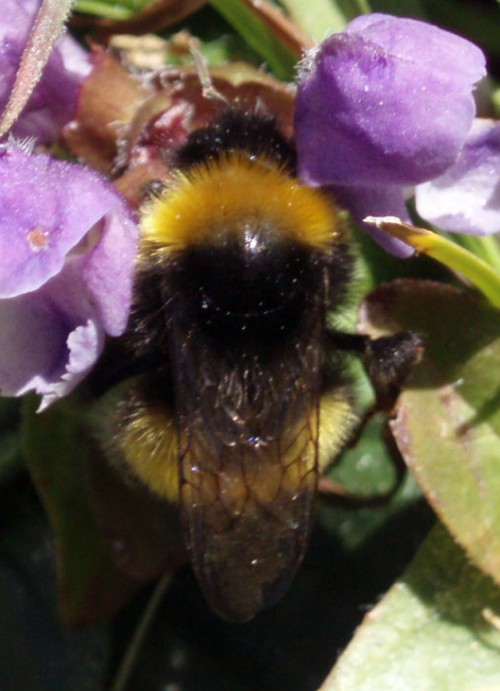 Broken-belted Bumblebee (Bombus soroeensis)