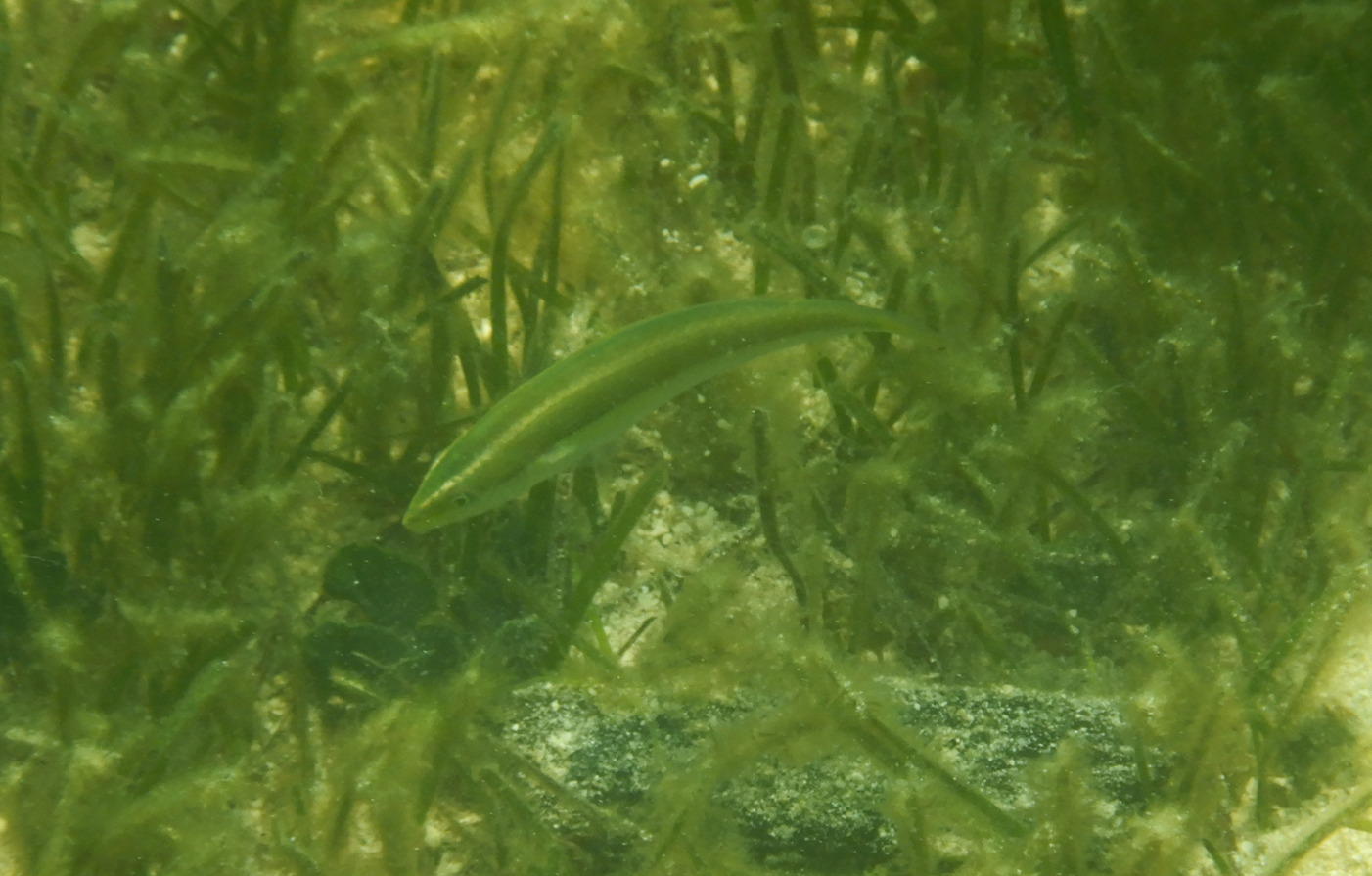 Brokenline Wrasse juvenile (Stethojulis interrupta) - Green Island