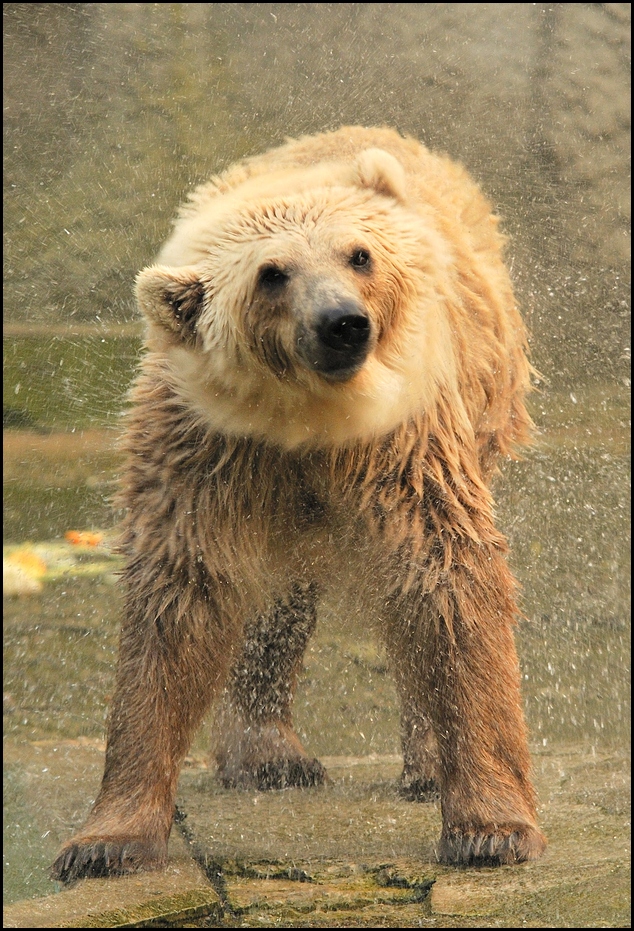 Brolar-Bear at Osnabrück Zoo