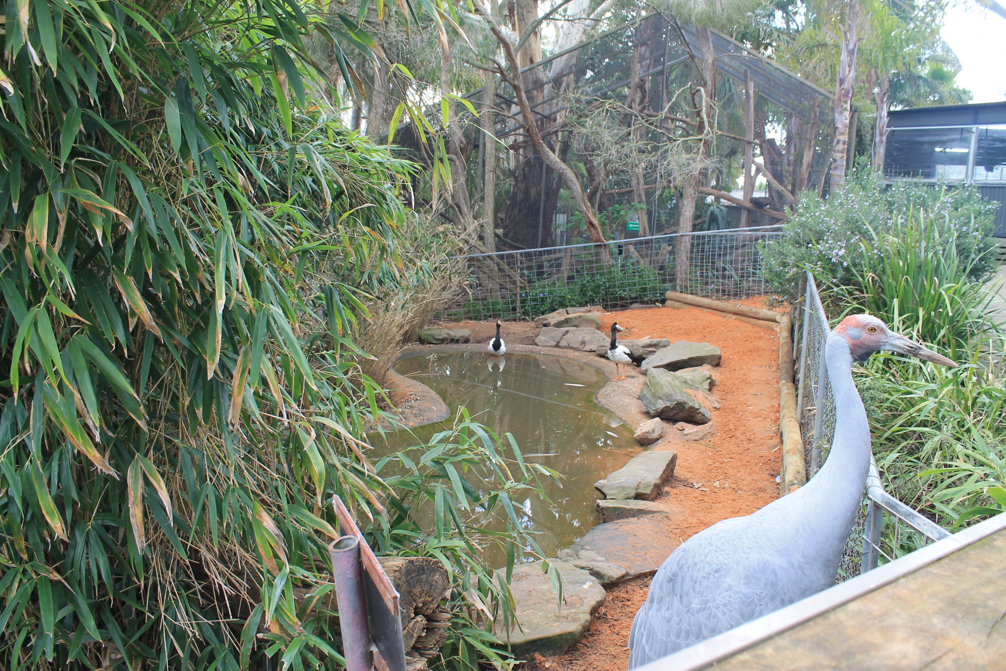 Brolga and Magpie Geese