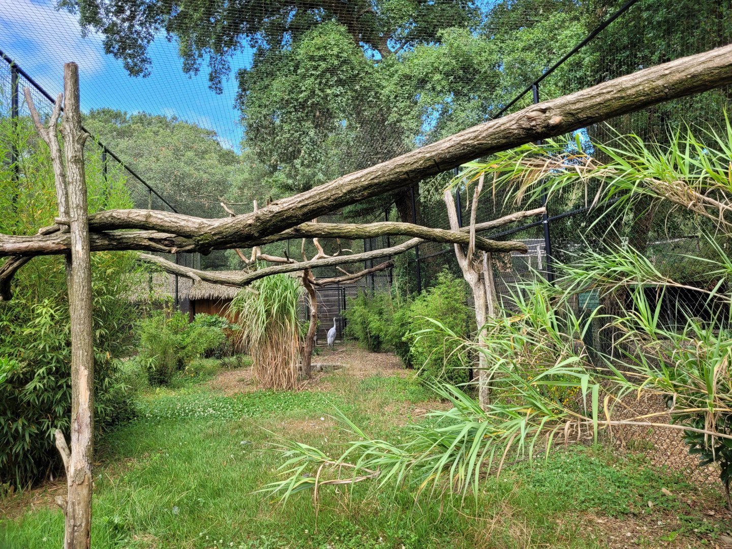 Brolga and Palawan hornbill exhibit -Zoo de Labenne (2024)