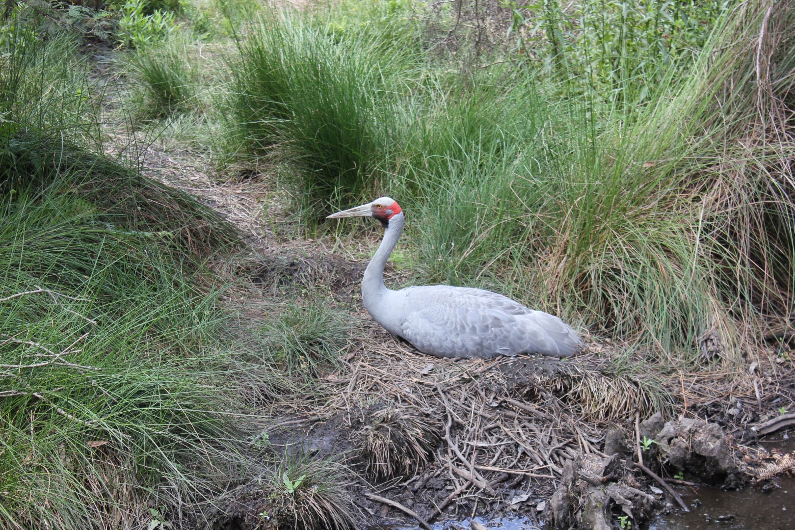 Brolga (Antigone rubicunda)