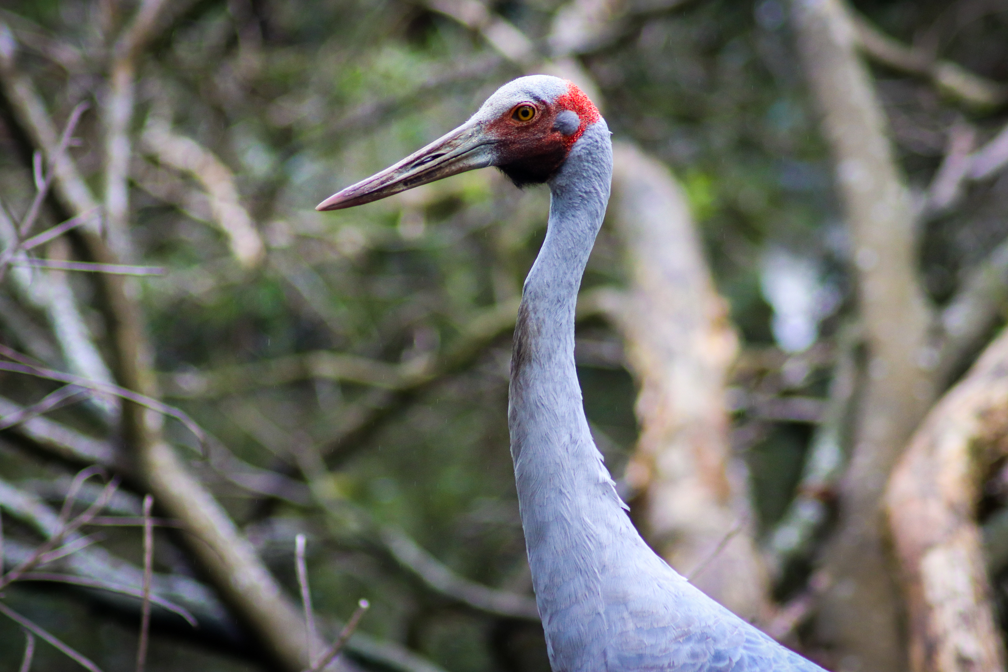 Brolga (Antigone rubicunda)