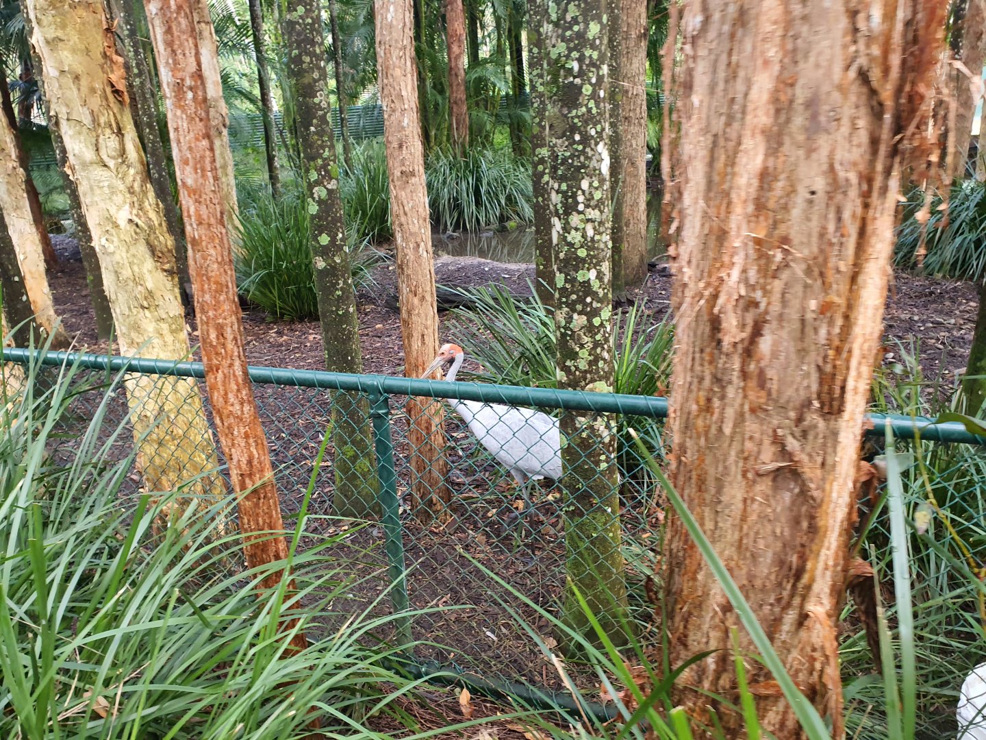 brolga (Antigone rubicunda)