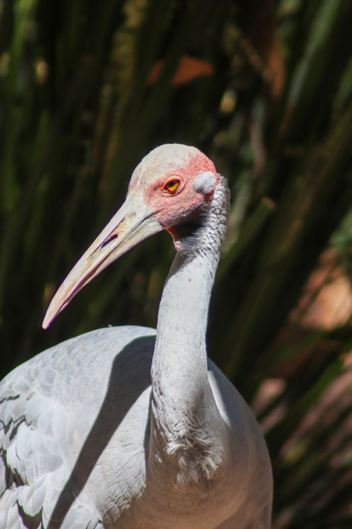 Brolga (Antigone rubicunda)