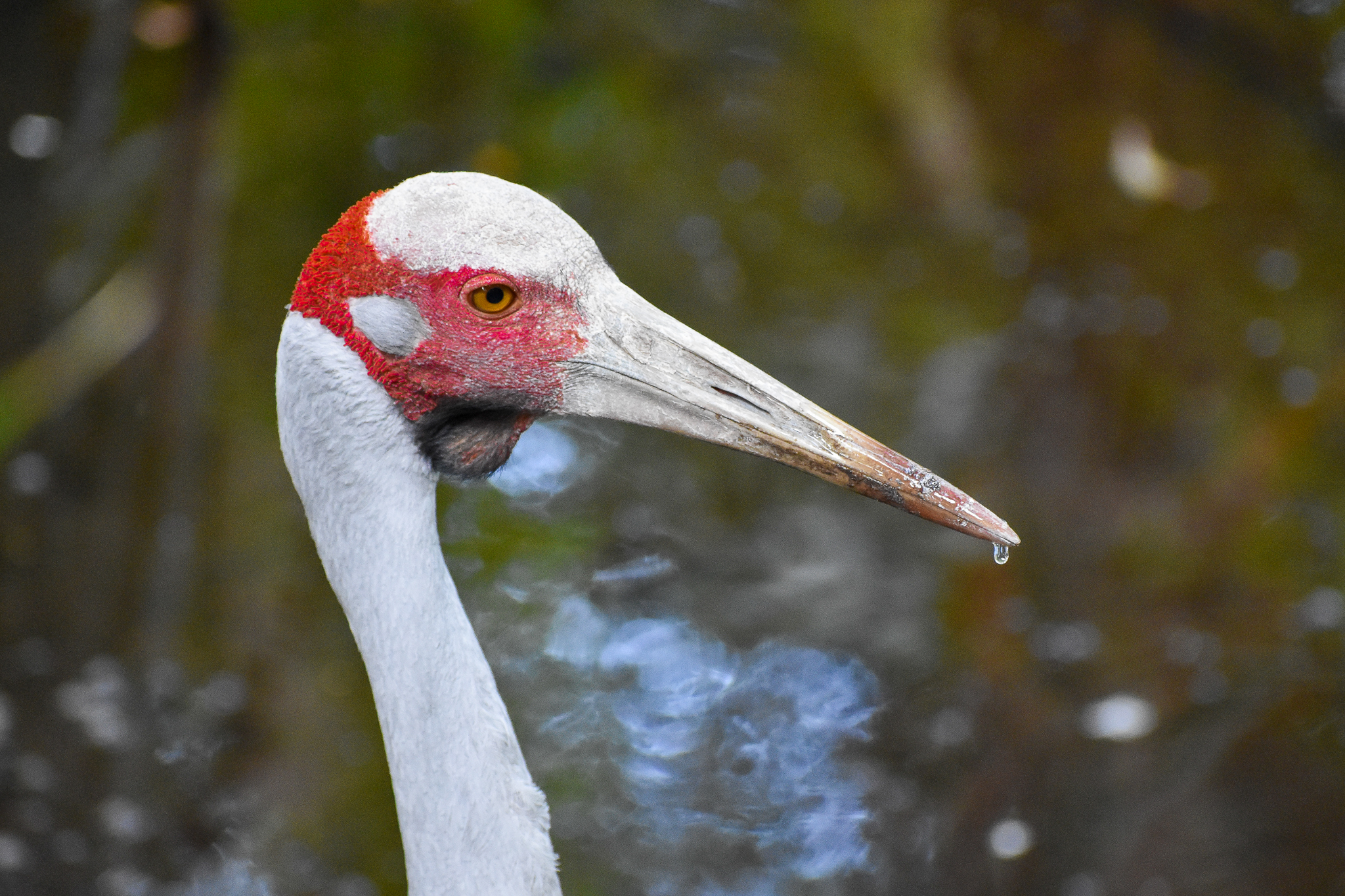 Brolga (Antigone rubicunda)