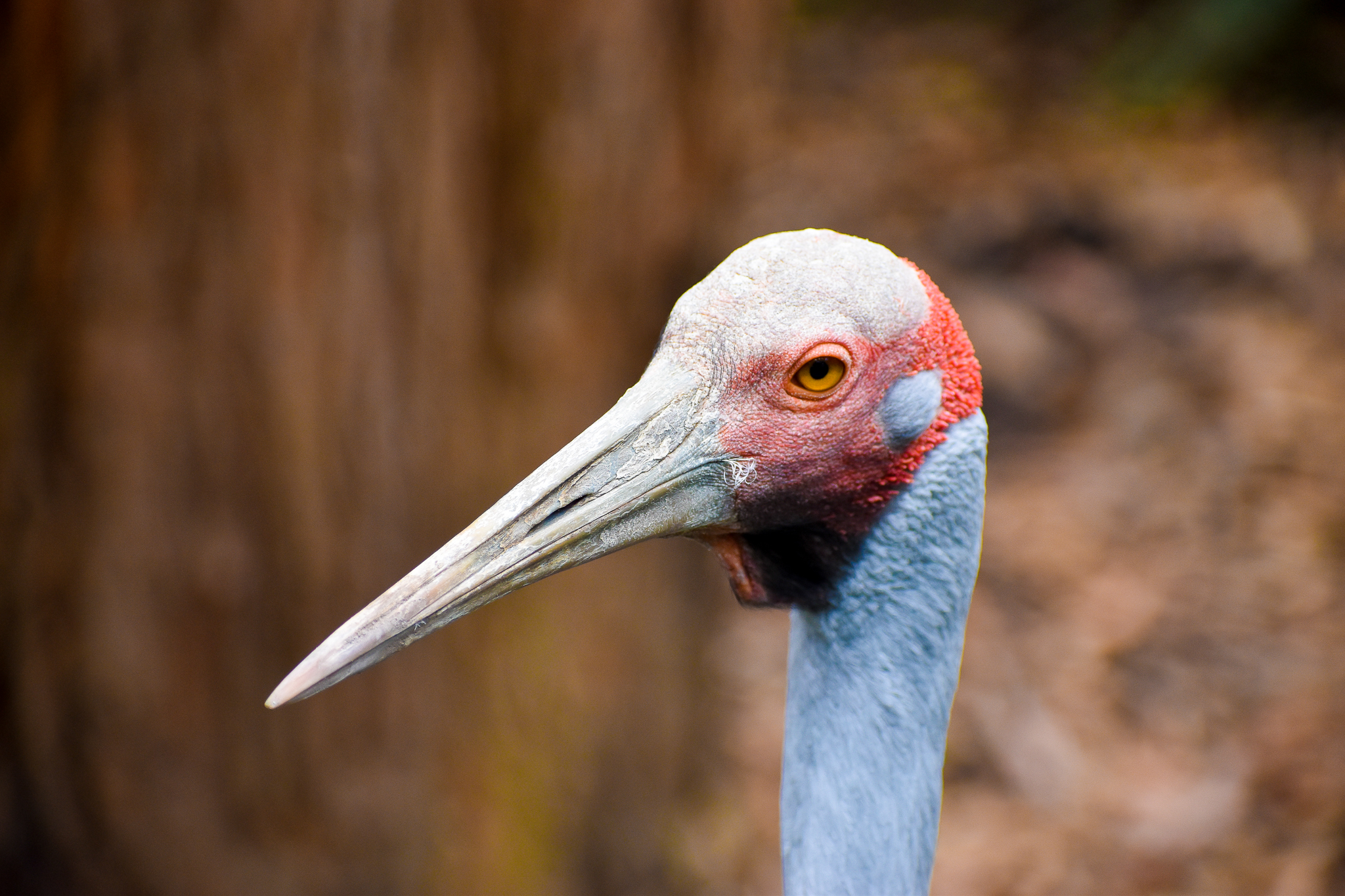 Brolga (Antigone rubicunda)