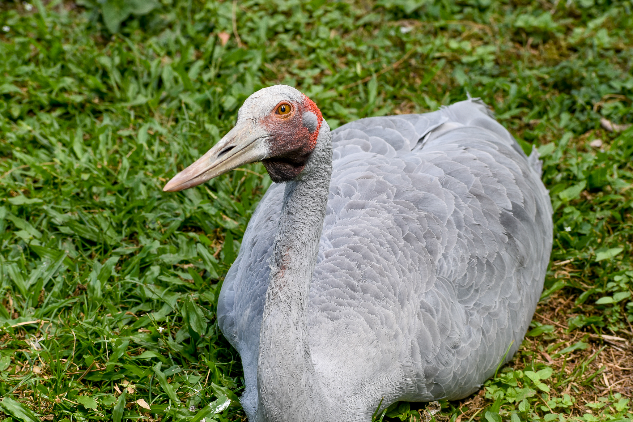 Brolga (Antigone rubicunda)