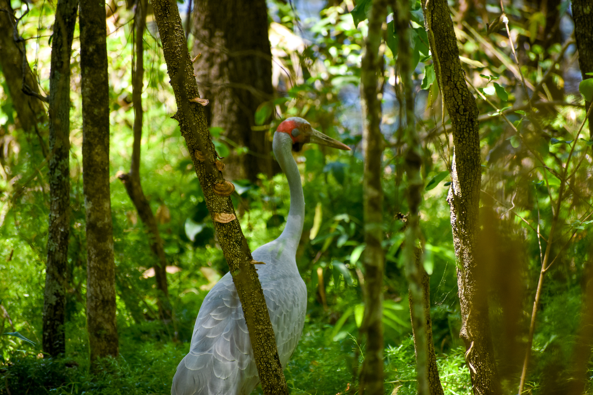 Brolga (Antigone rubicunda)