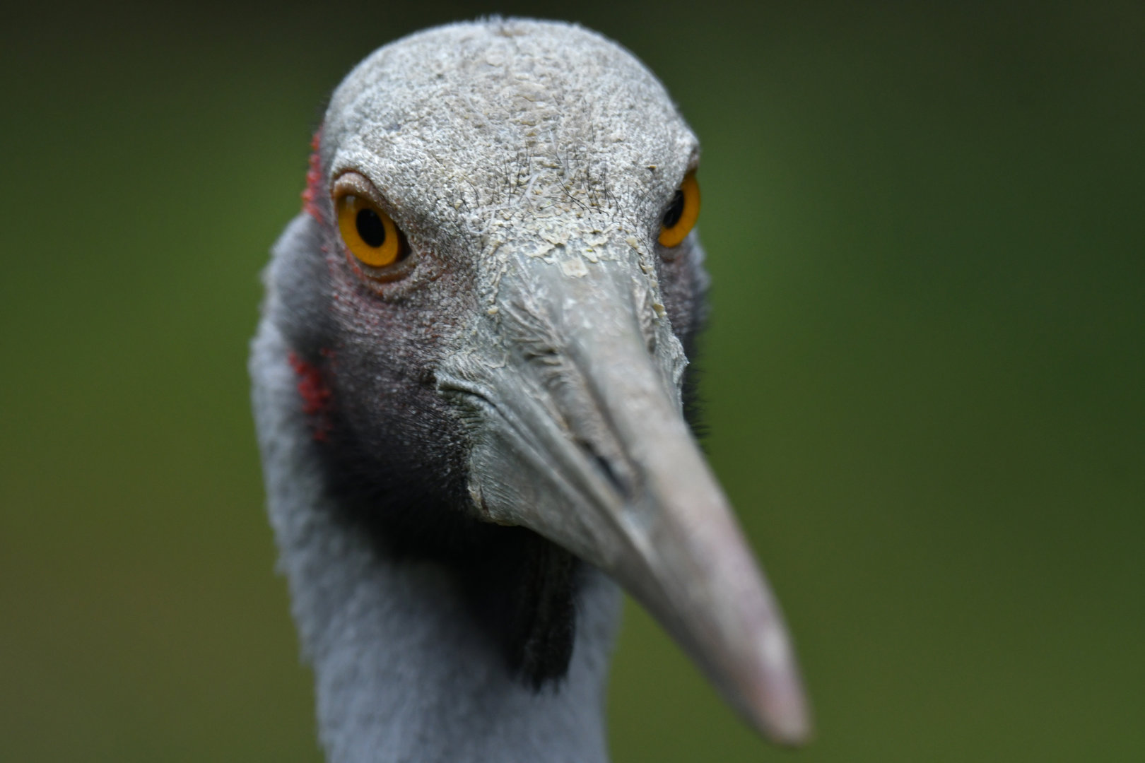 Brolga Antigone rubicunda